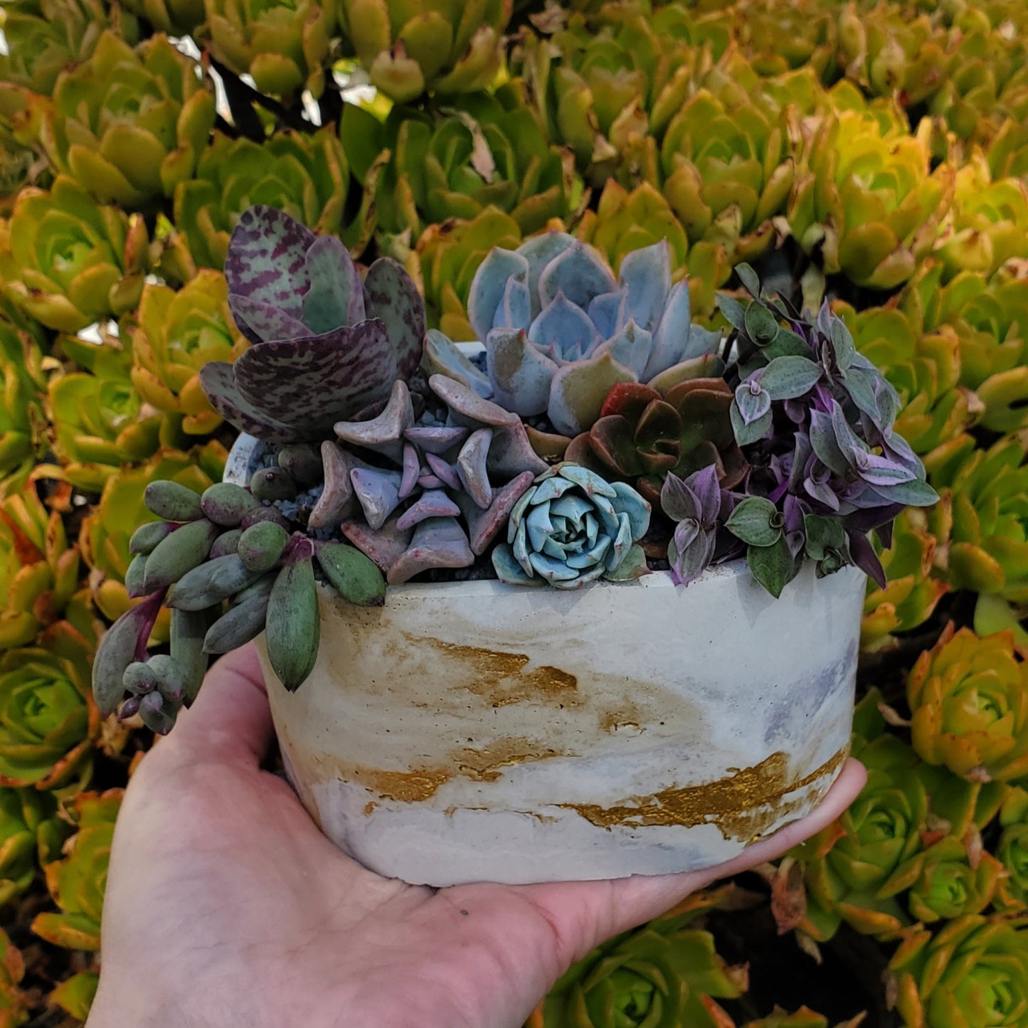 Oval Cement Planter Succulent Arrangement