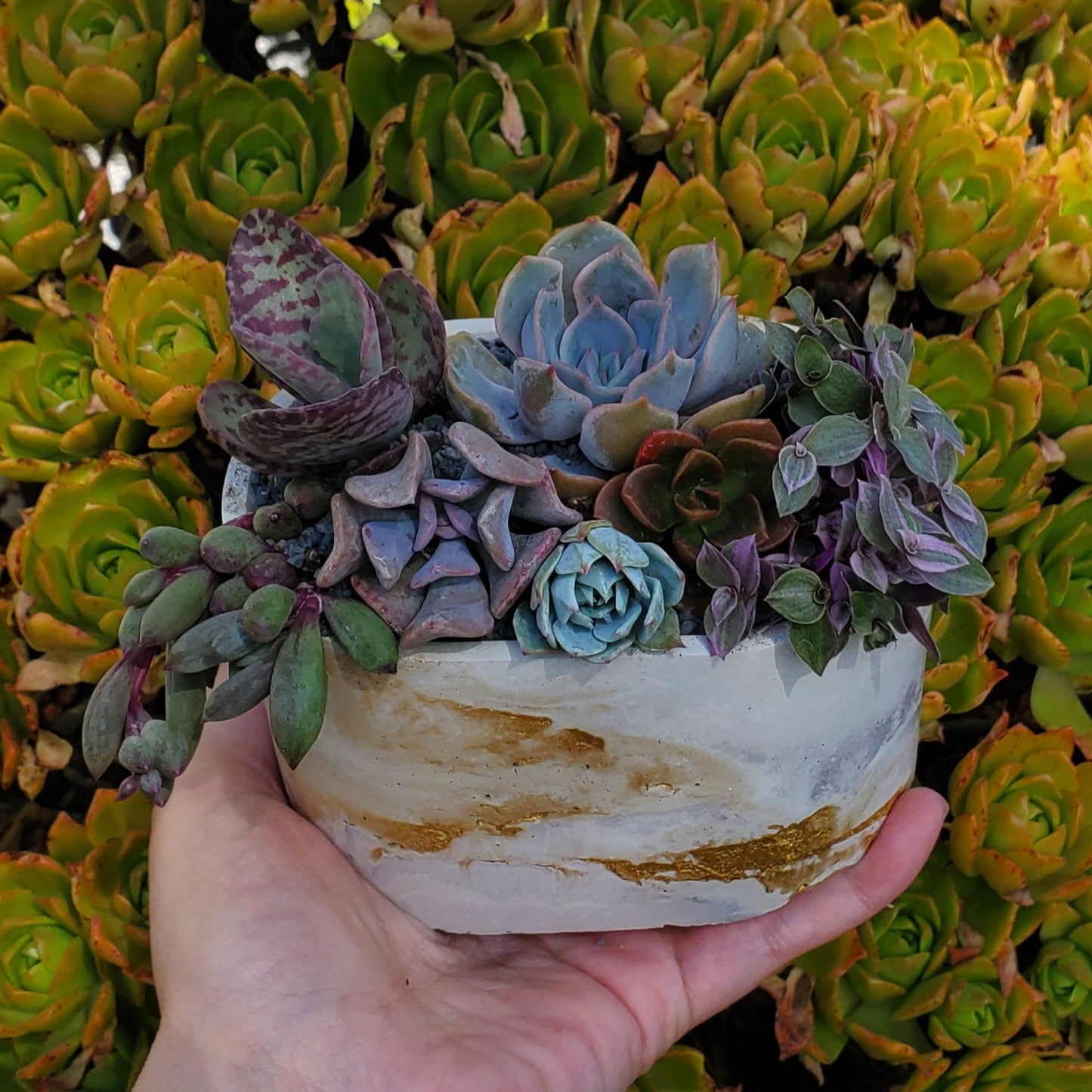 Oval Cement Planter Succulent Arrangement