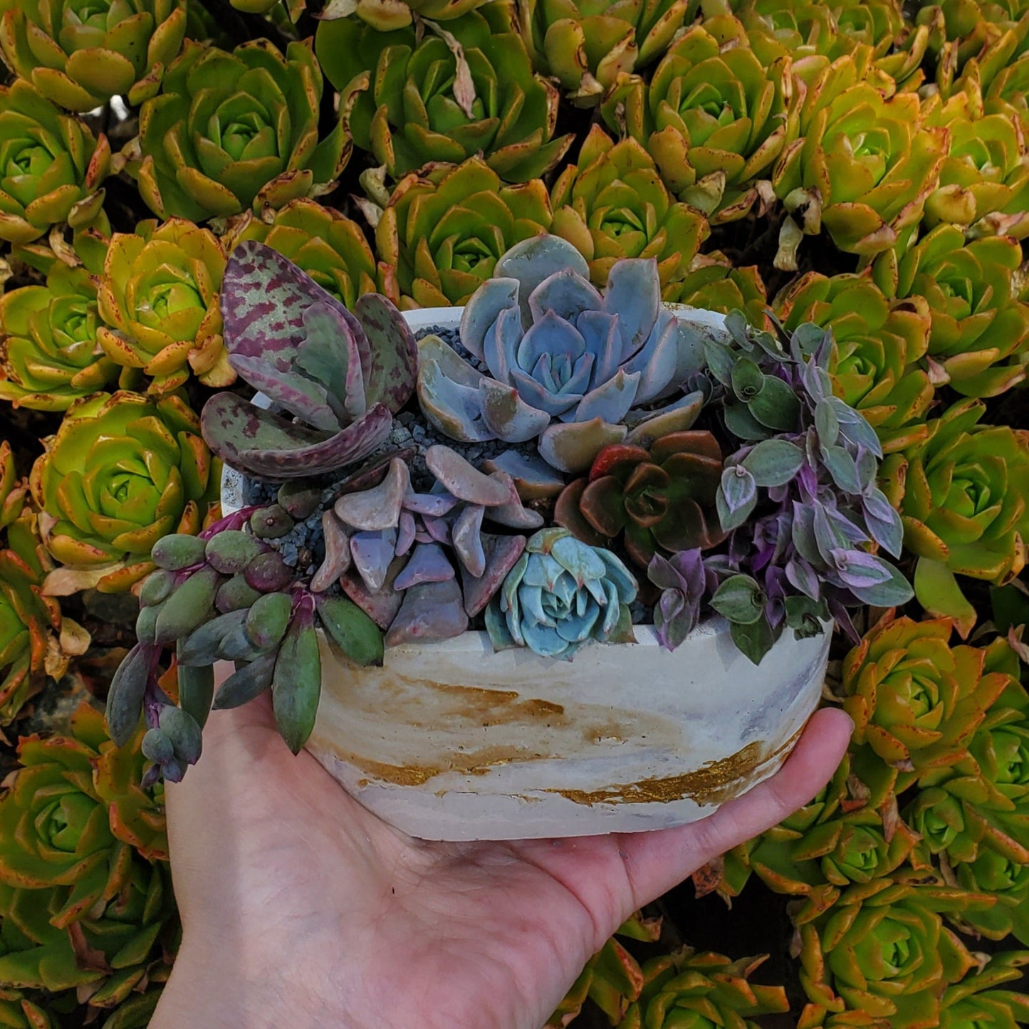 Oval Cement Planter Succulent Arrangement