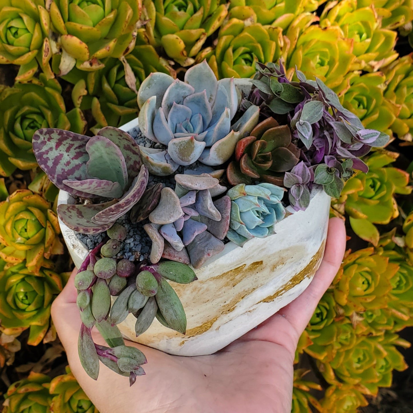 Oval Cement Planter Succulent Arrangement