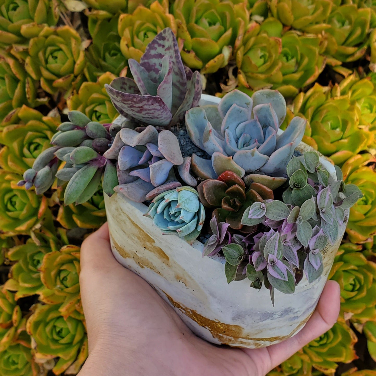 Oval Cement Planter Succulent Arrangement