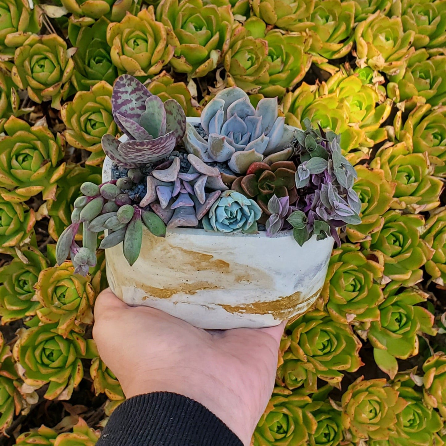 Oval Cement Planter Succulent Arrangement