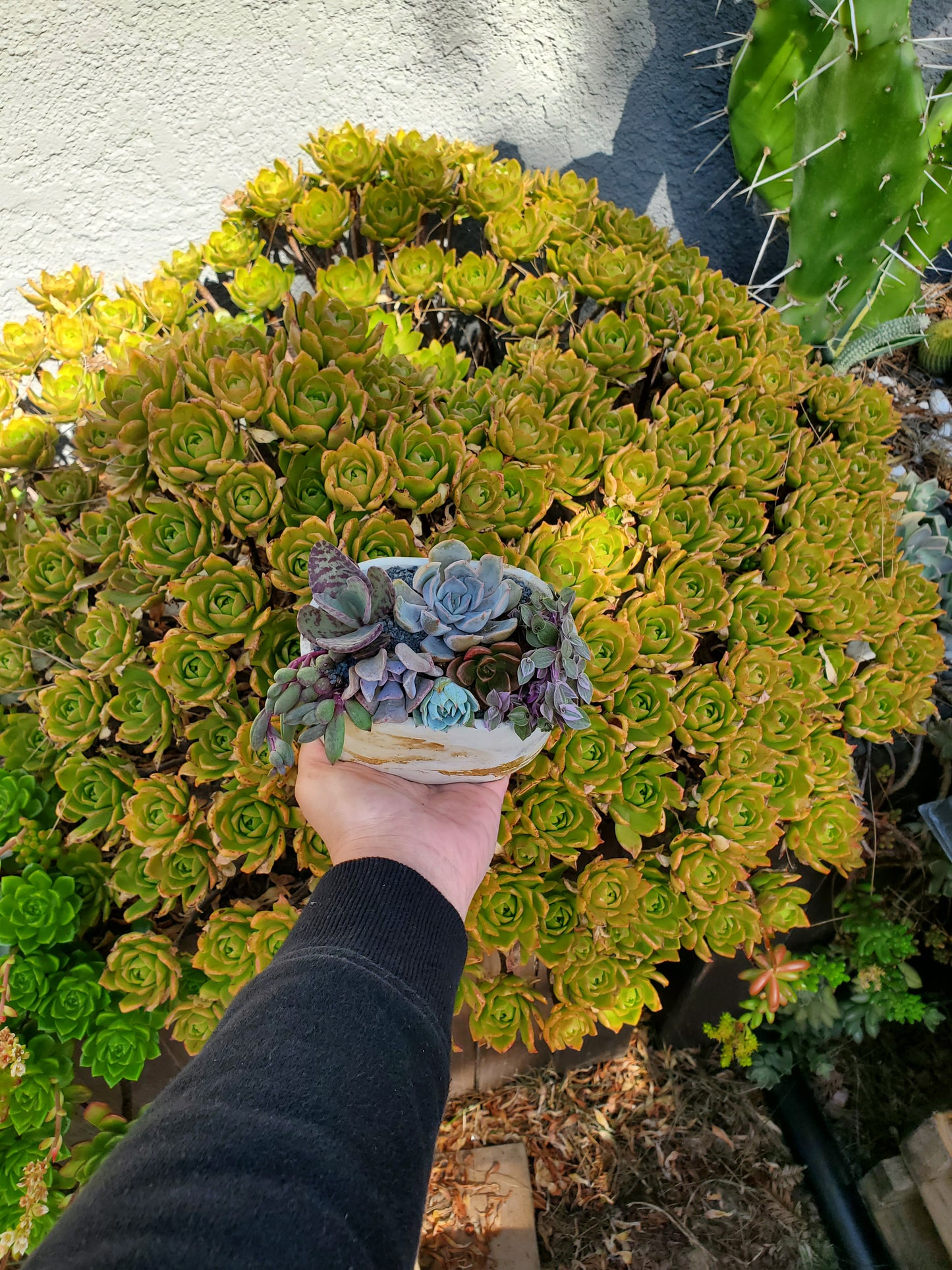 Oval Cement Planter Succulent Arrangement