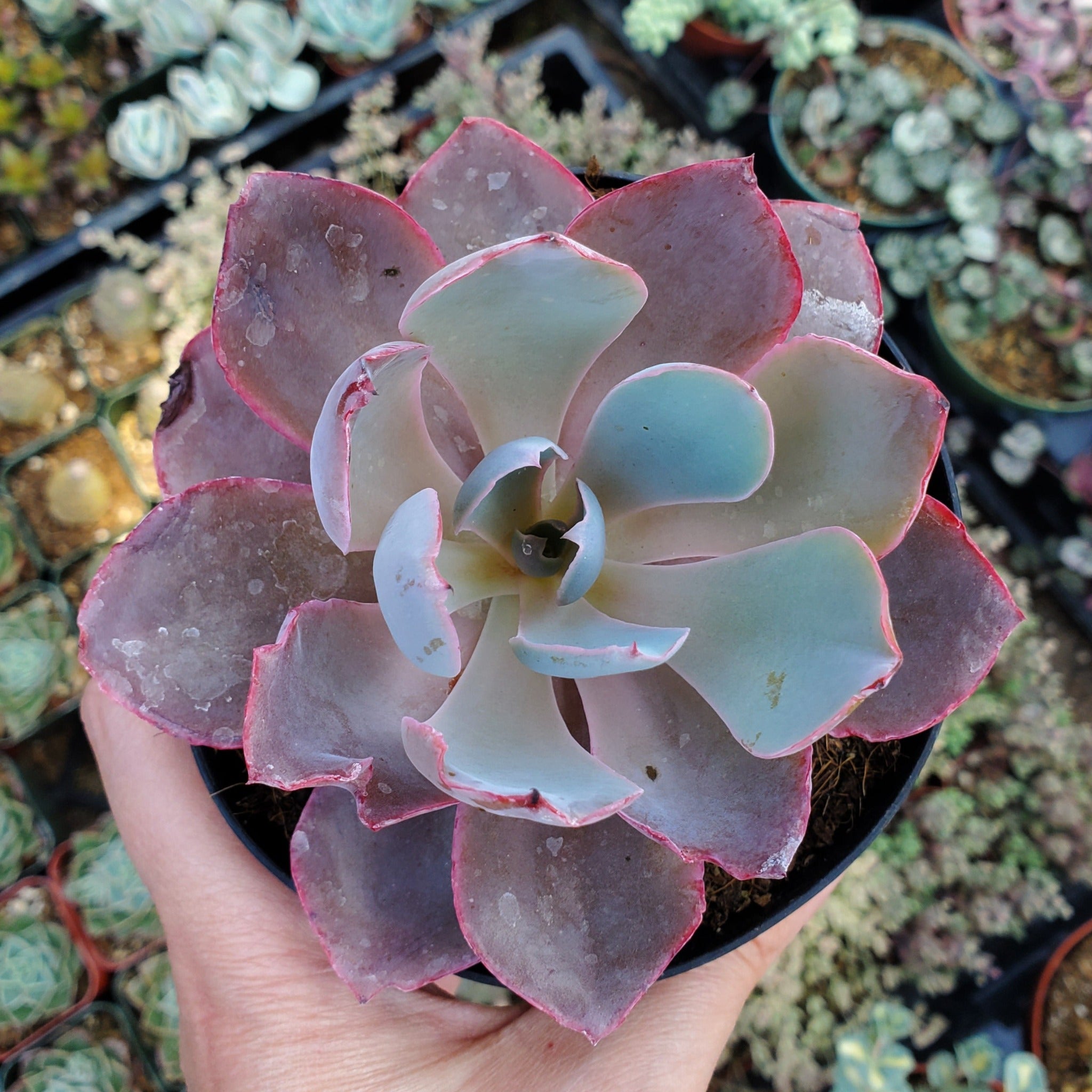 echeveria afterglow succulent plant Echeveria 'Afterglow'