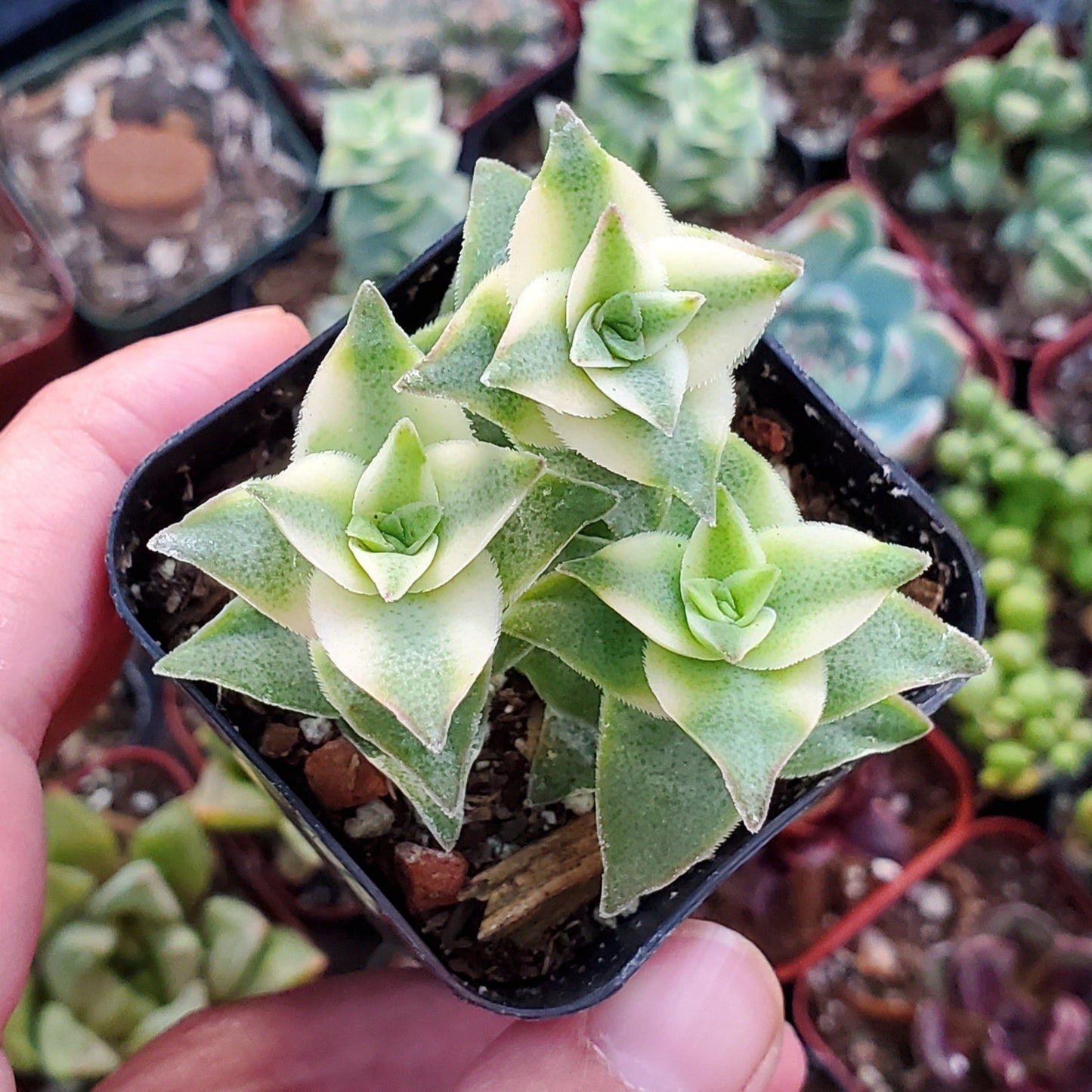 Crassula perforata f. variegata 'Variegated String of Buttons'