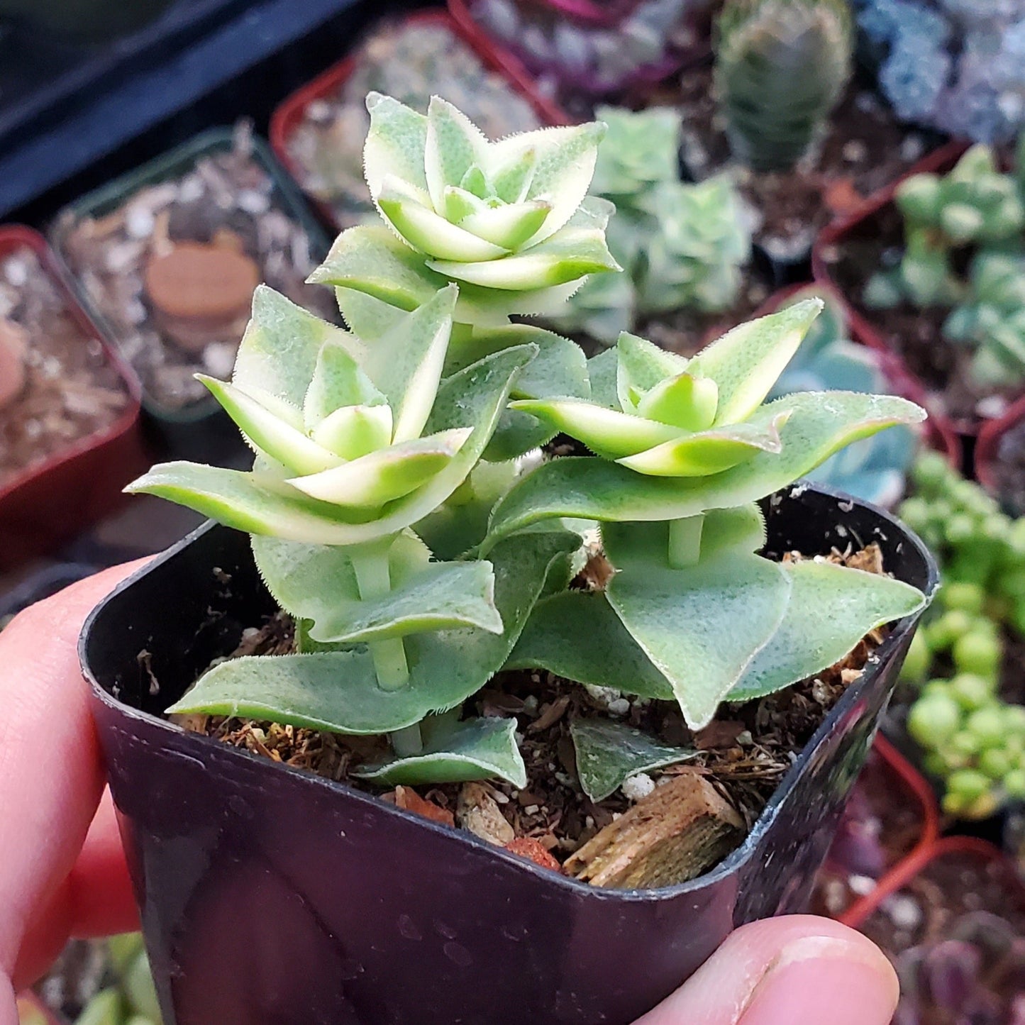 Crassula perforata f. variegata 'Variegated String of Buttons'