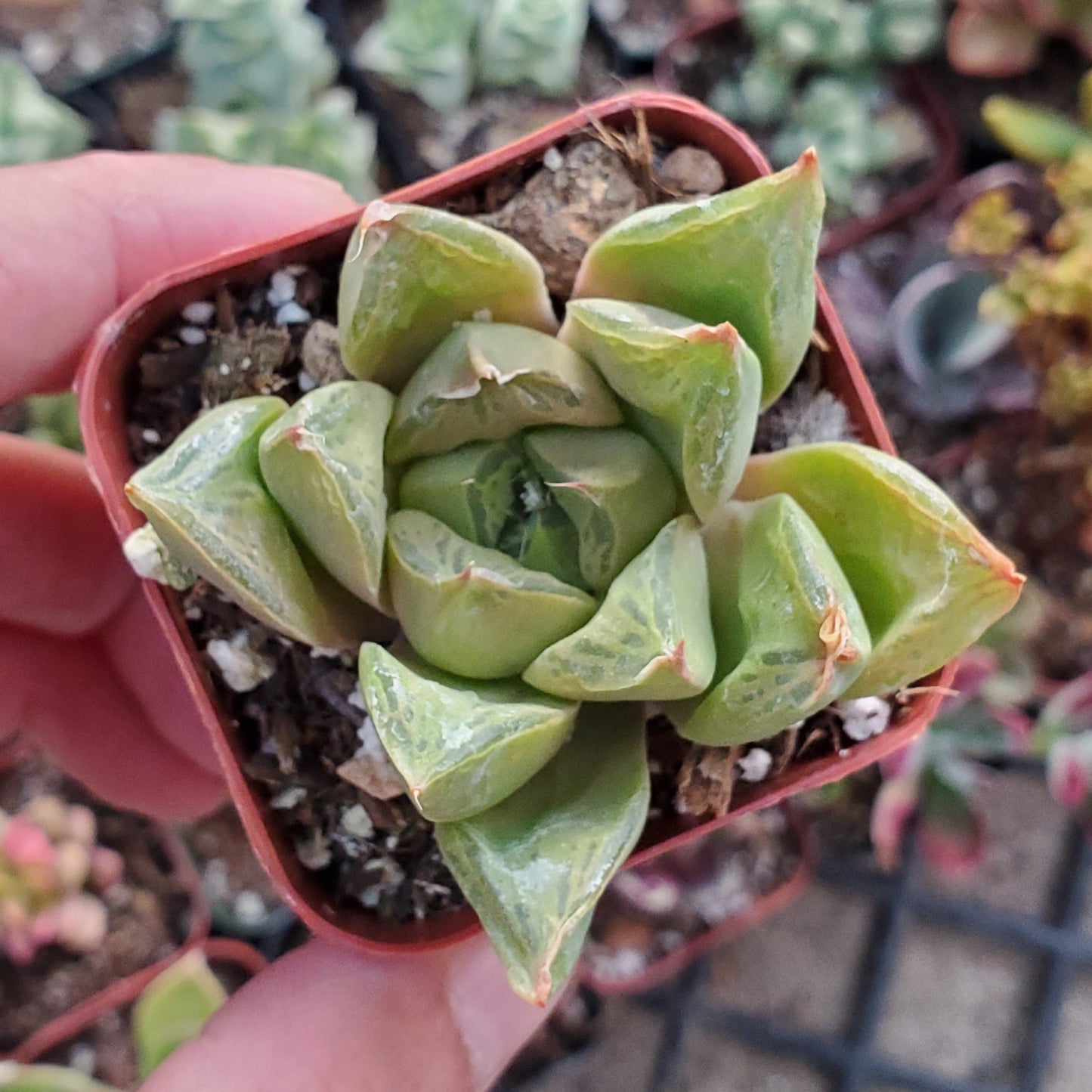 Haworthia Sp.