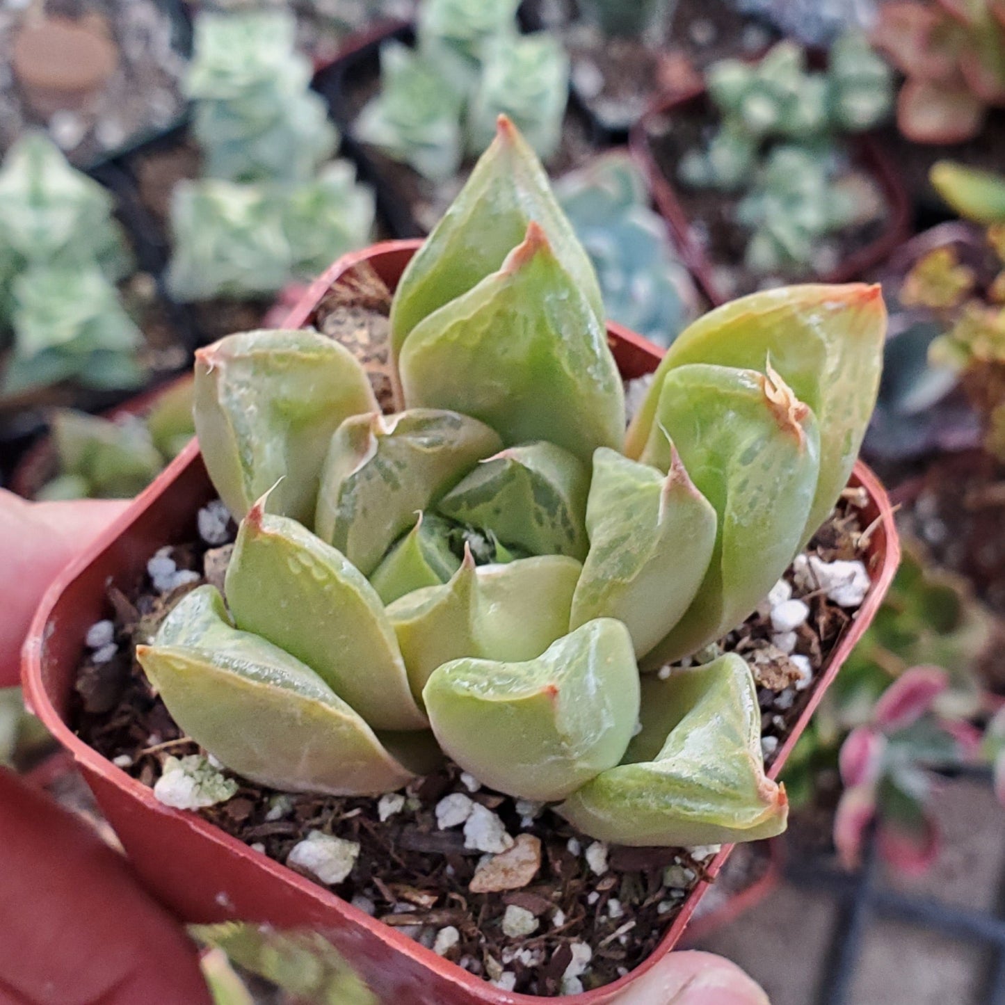 Haworthia Sp.