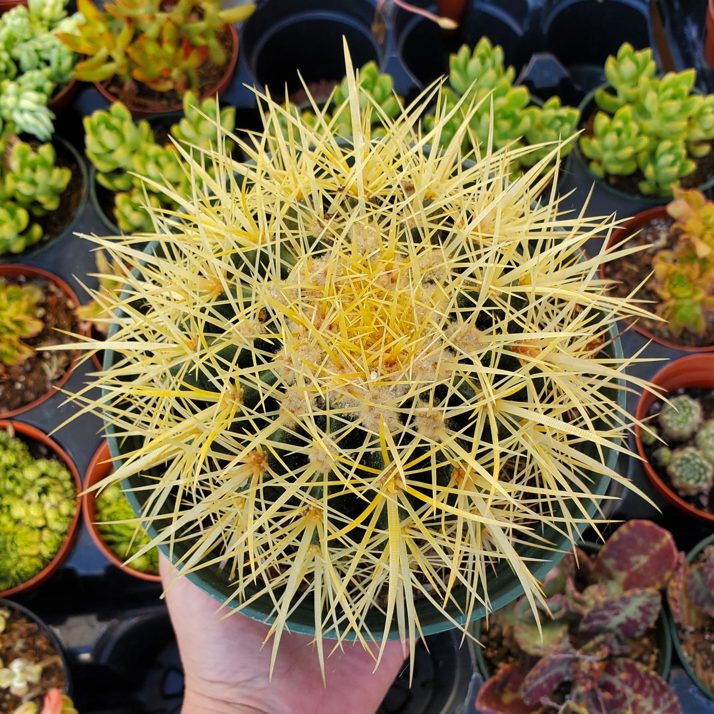 Echinocactus grusonii 'Golden Barrel Cactus' 6 inch