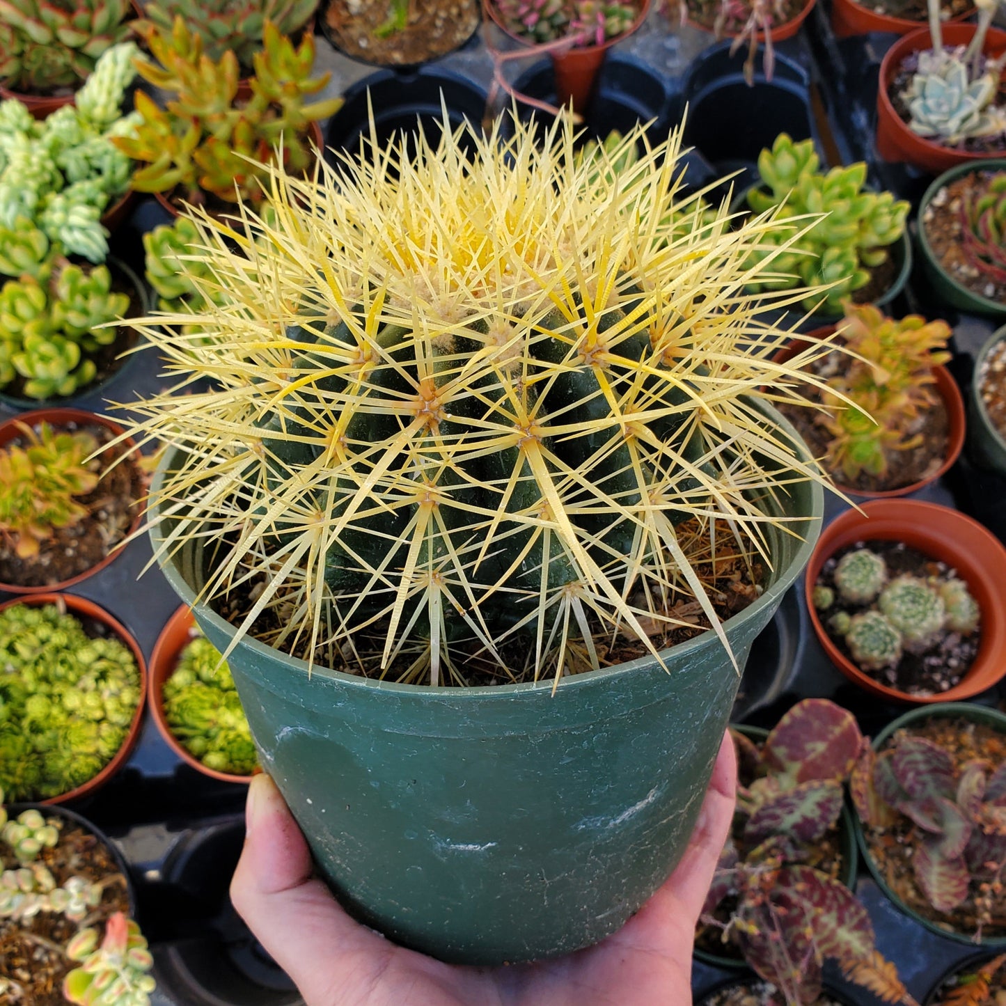 Echinocactus grusonii 'Golden Barrel Cactus' 6 inch