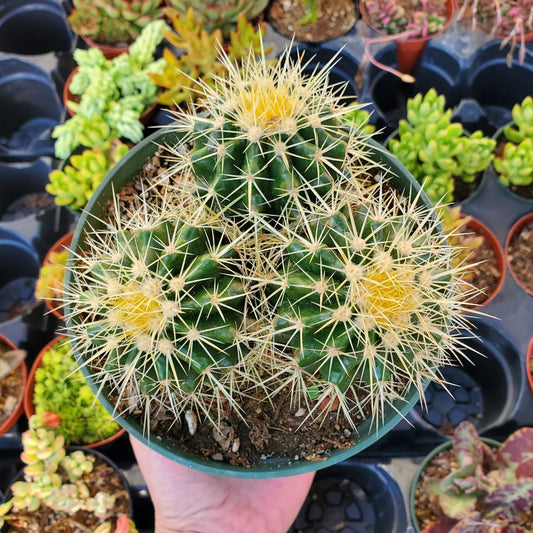 Echinocactus grusonii 'Golden Barrel Cactus' Cluster