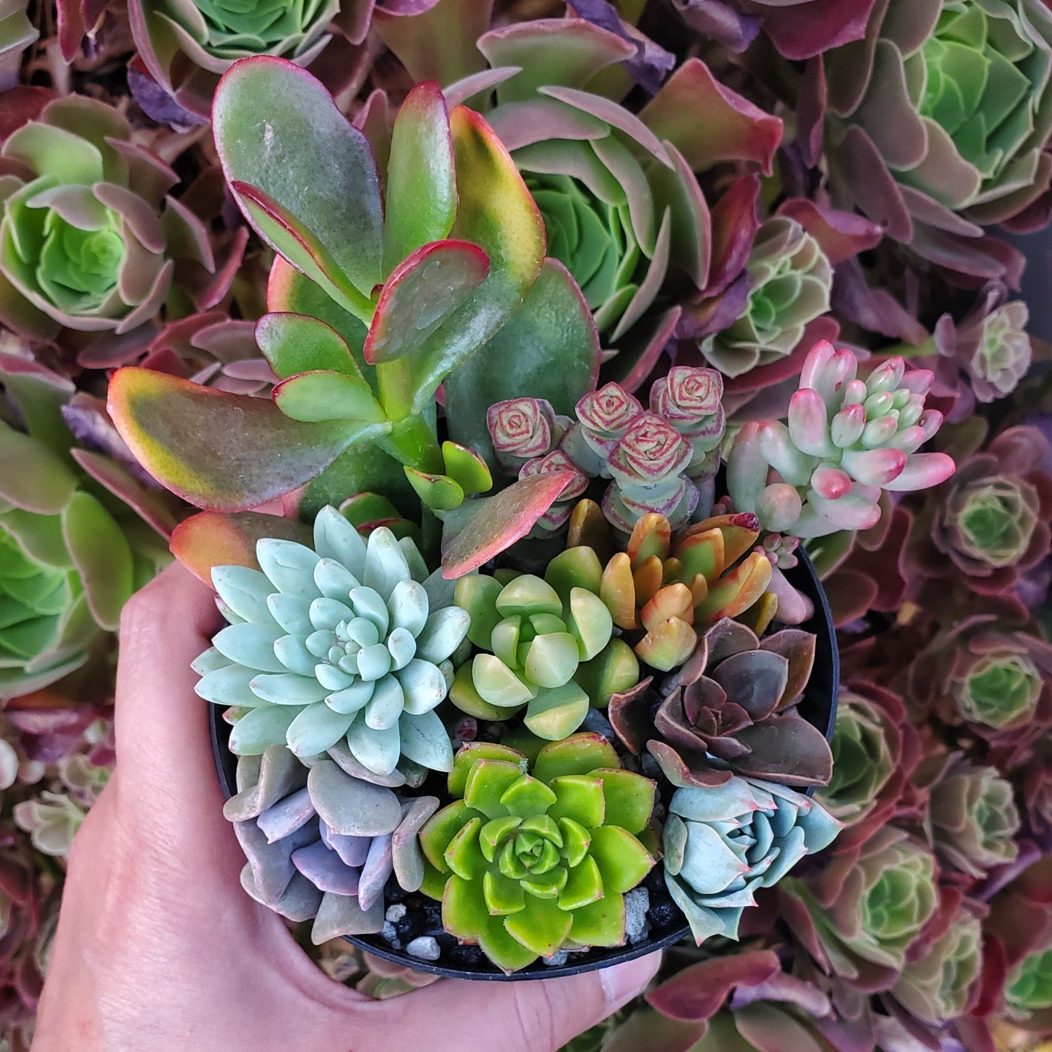 mix succulent arrangement 4 Inch Mix Succulent Arrangement