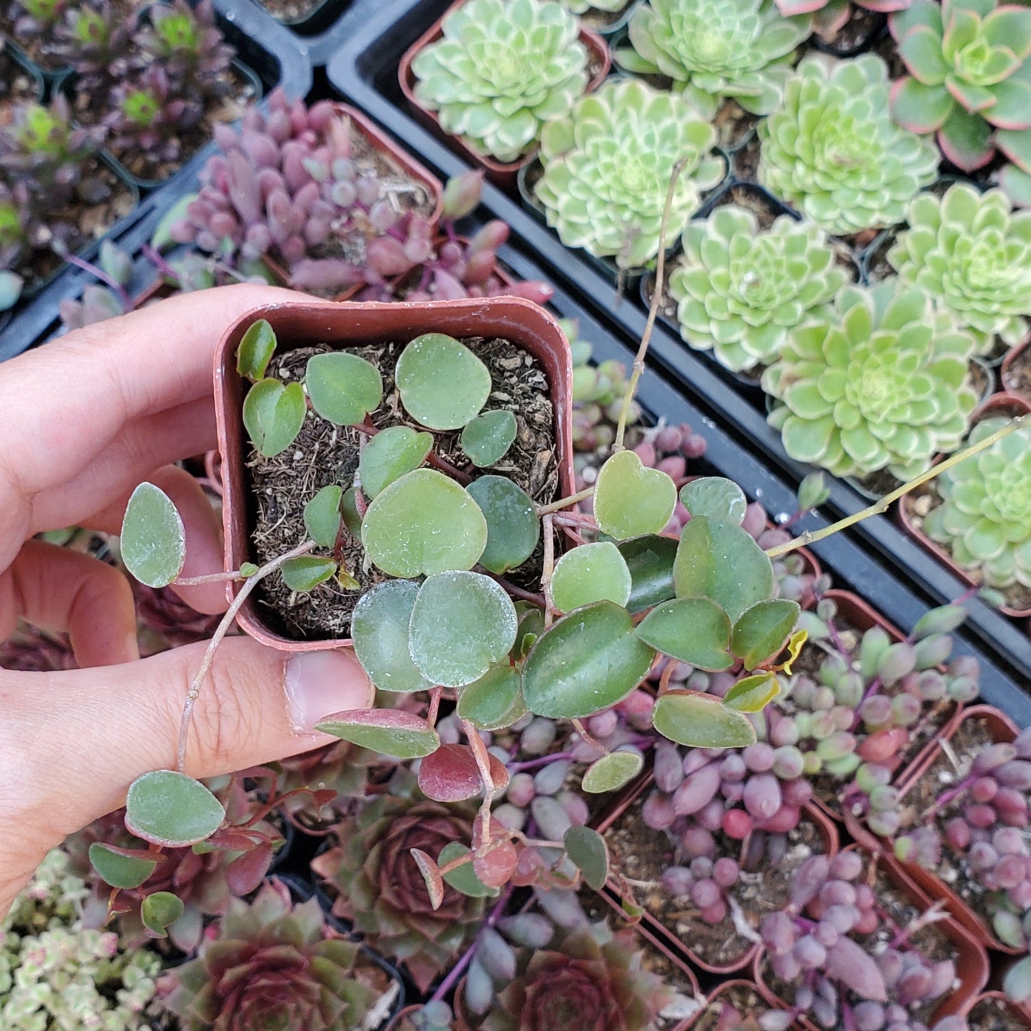 Peperomia 'Ruby Cascade'