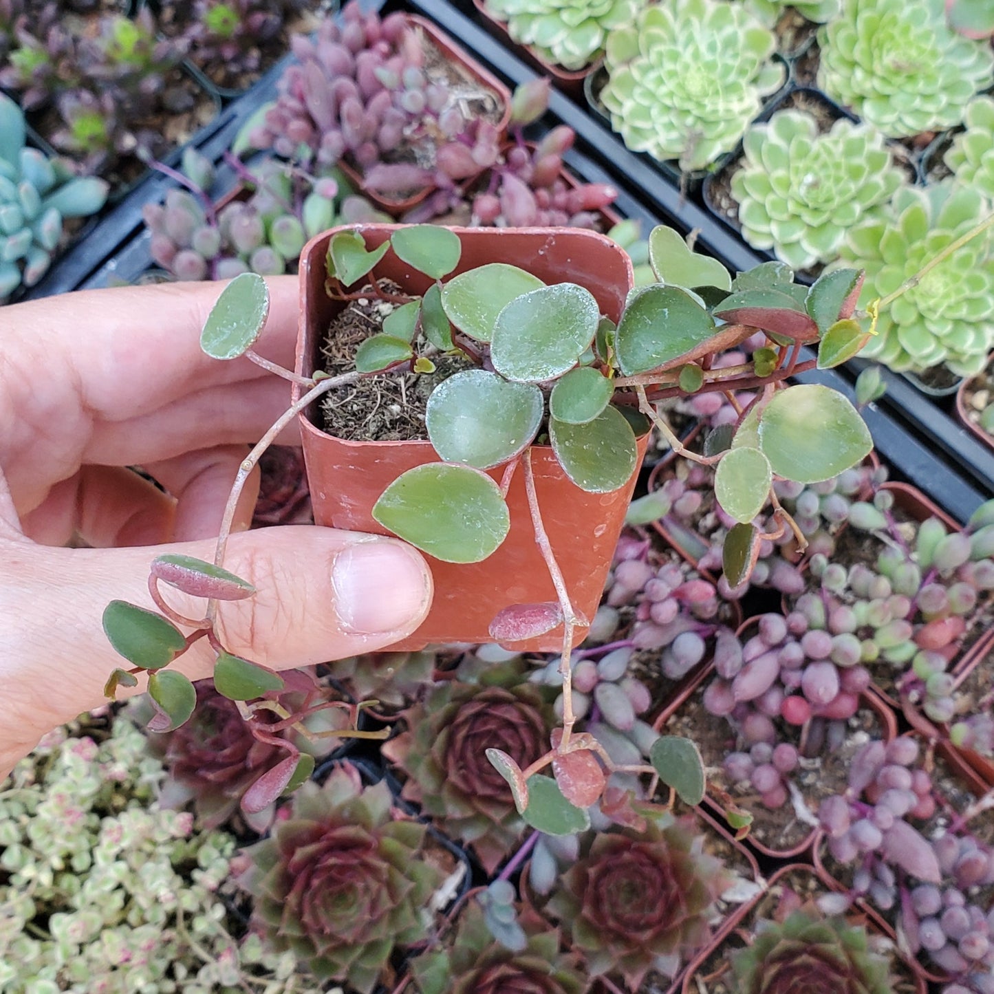 Peperomia 'Ruby Cascade'