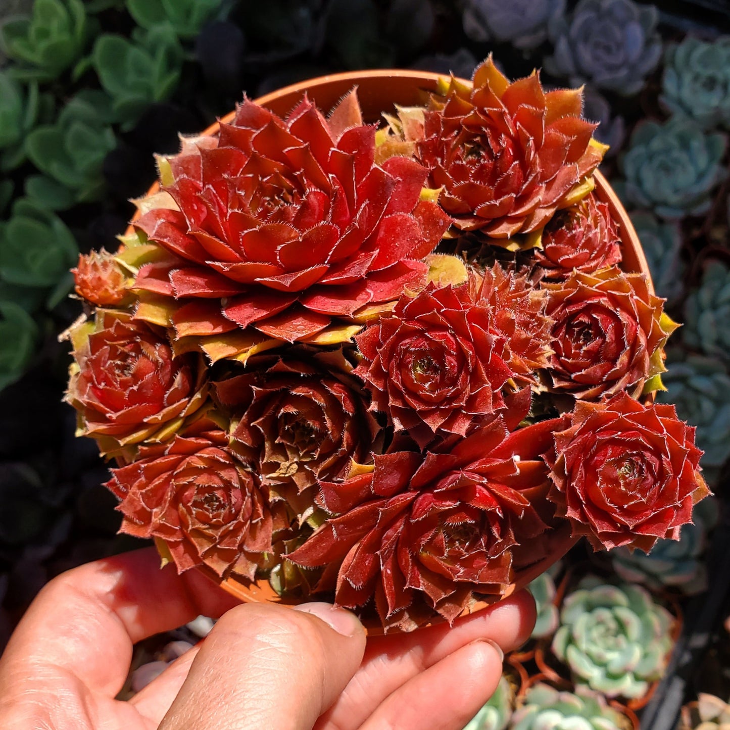 Sempervivum 'Jungle Fire'