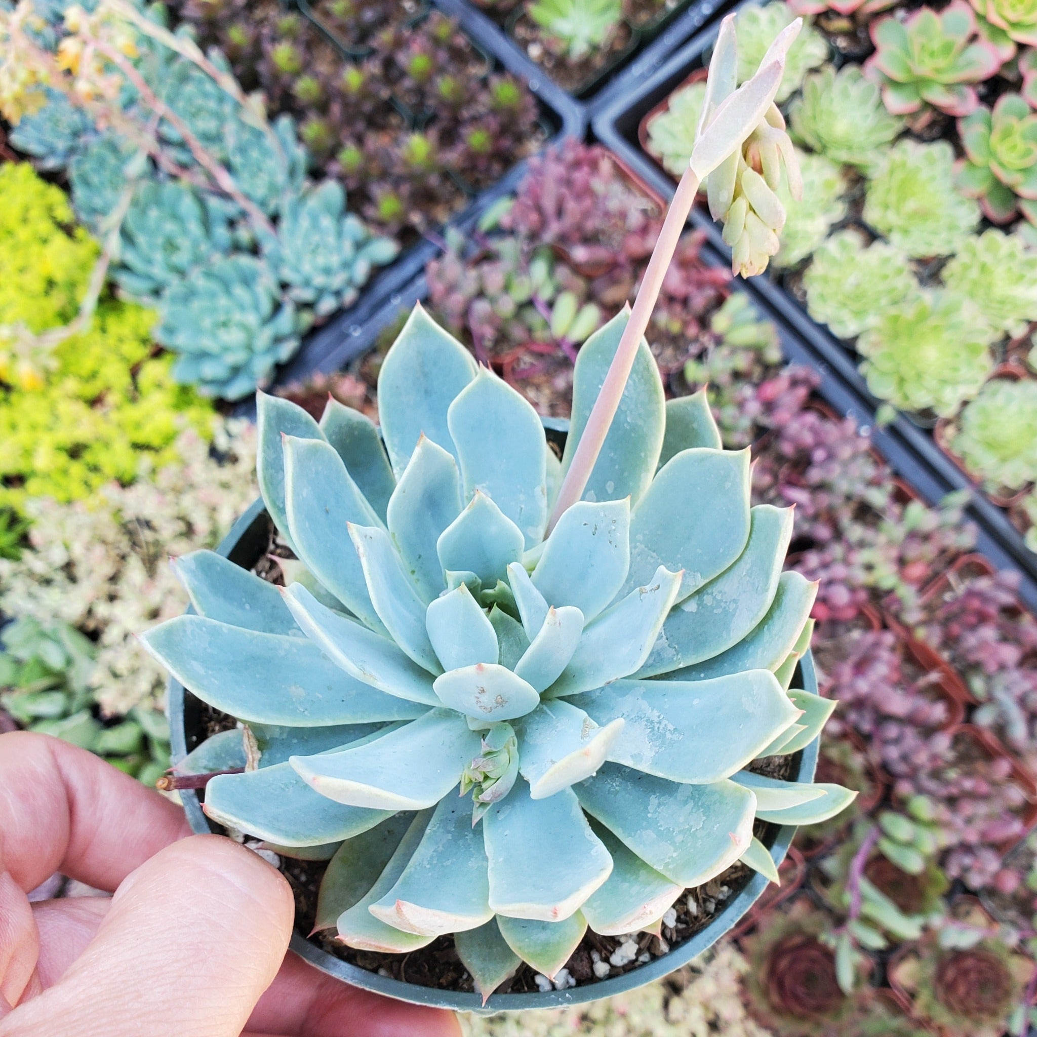 mist succulents Echeveria 'Blue Mist'