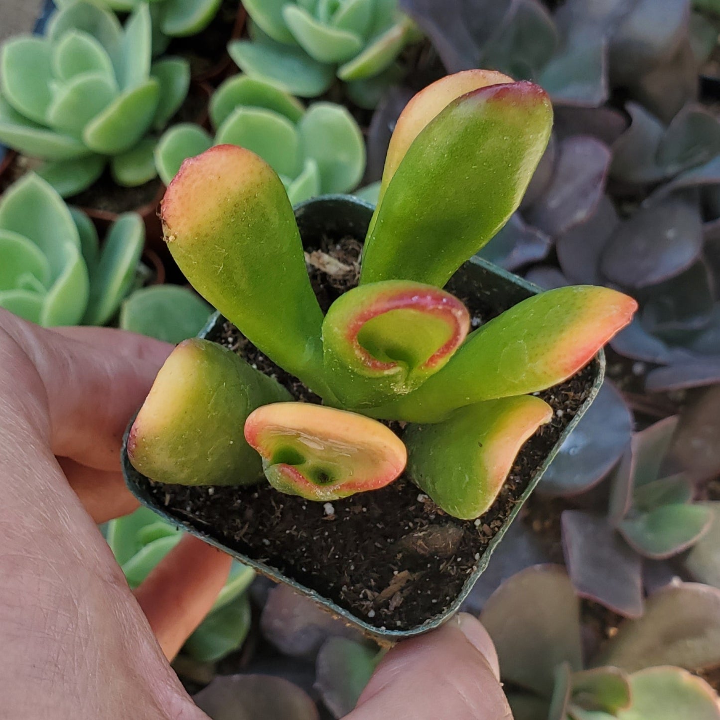 Crassula ovata f. variegata 'ET's Fingers' or 'Finger Jade'