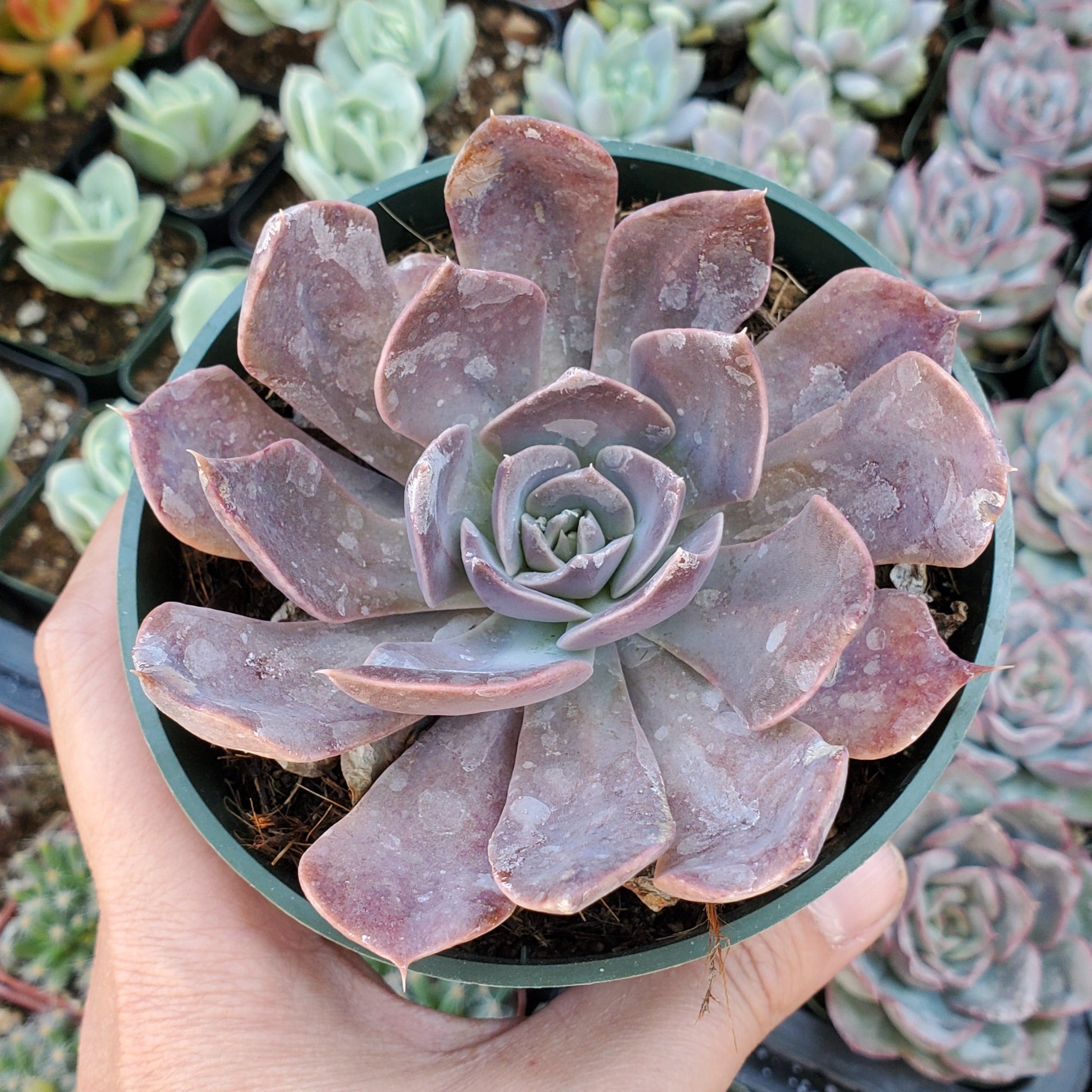 mensa succulent Echeveria 'Mensa'
