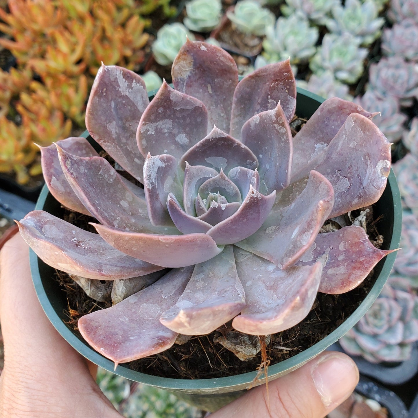Echeveria 'Mensa'