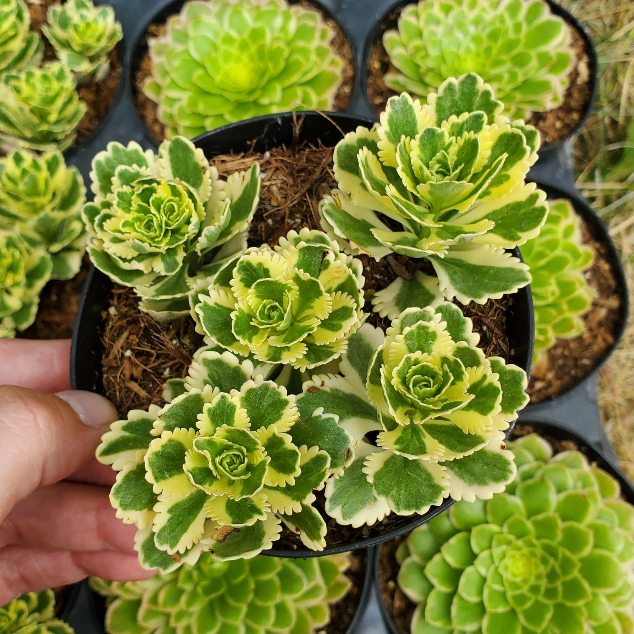 sedum atlantis succulent Sedum takesimense 'Atlantis'™