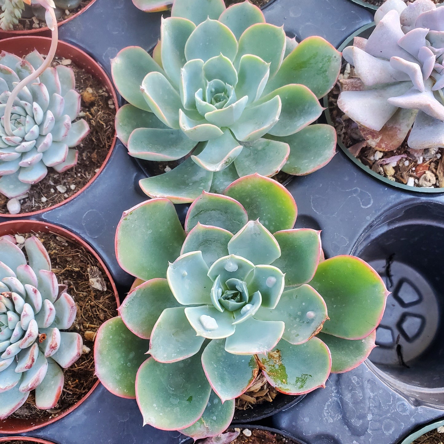 Echeveria 'Raindrops'
