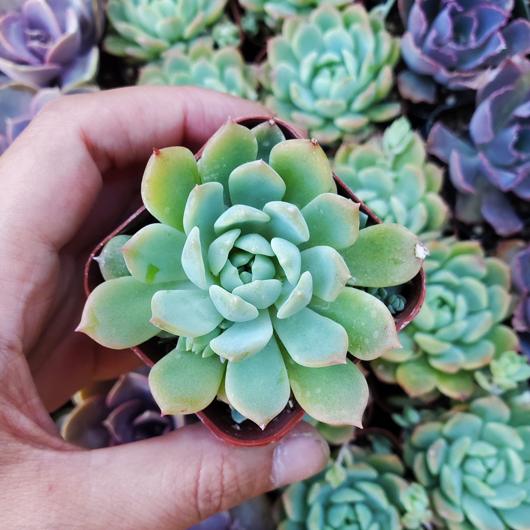 moonglow succulent propagation Echeveria 'Moonglow'