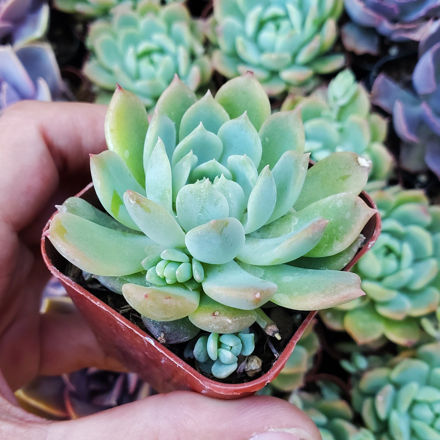 Echeveria prolifica