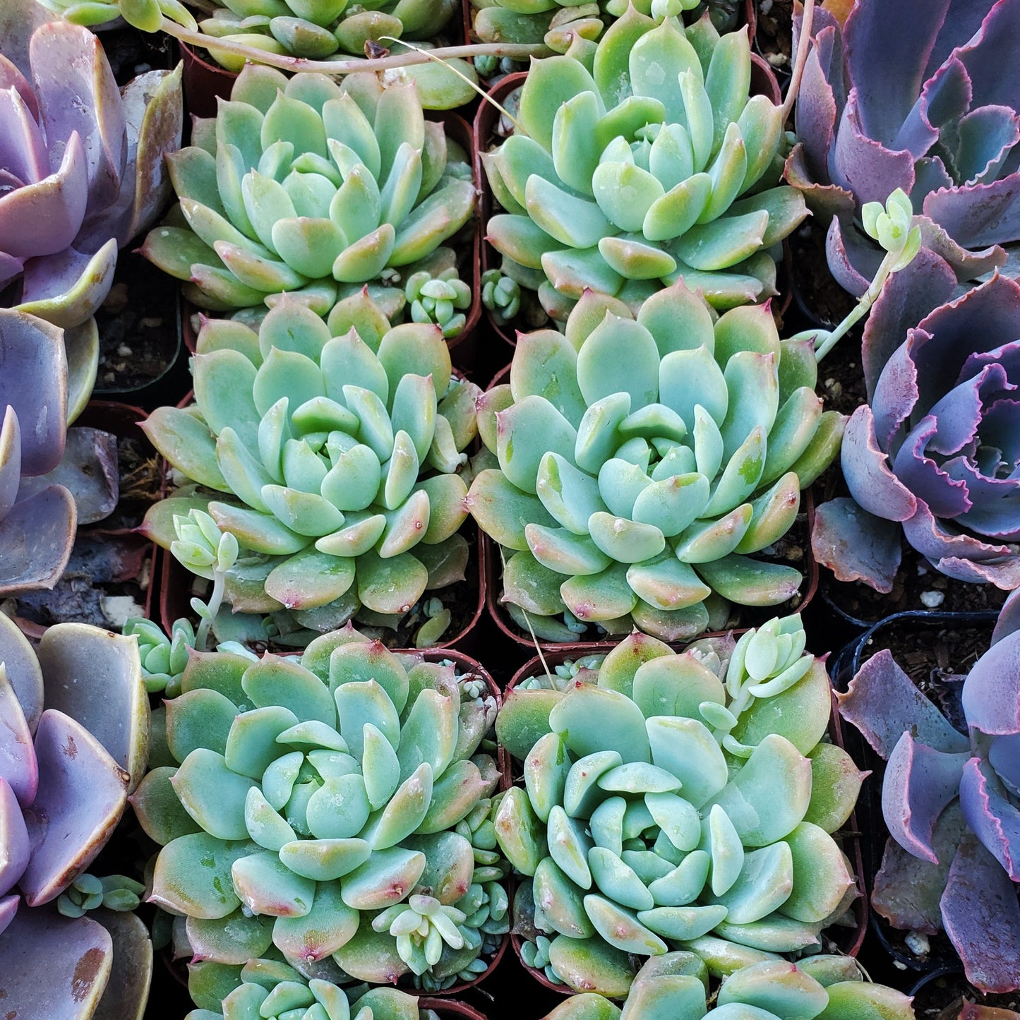 Echeveria prolifica