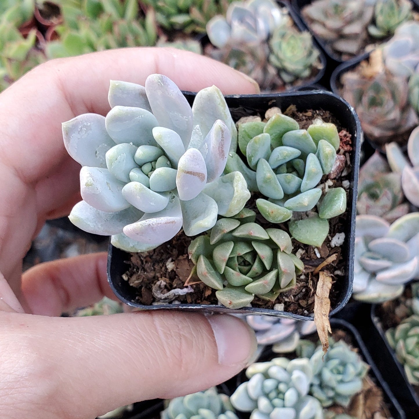 Sedeveria Mix (Green & Lilac)