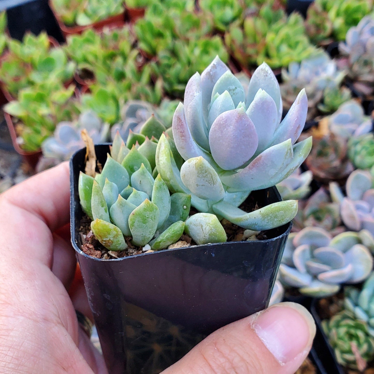 Sedeveria Mix (Green & Lilac)