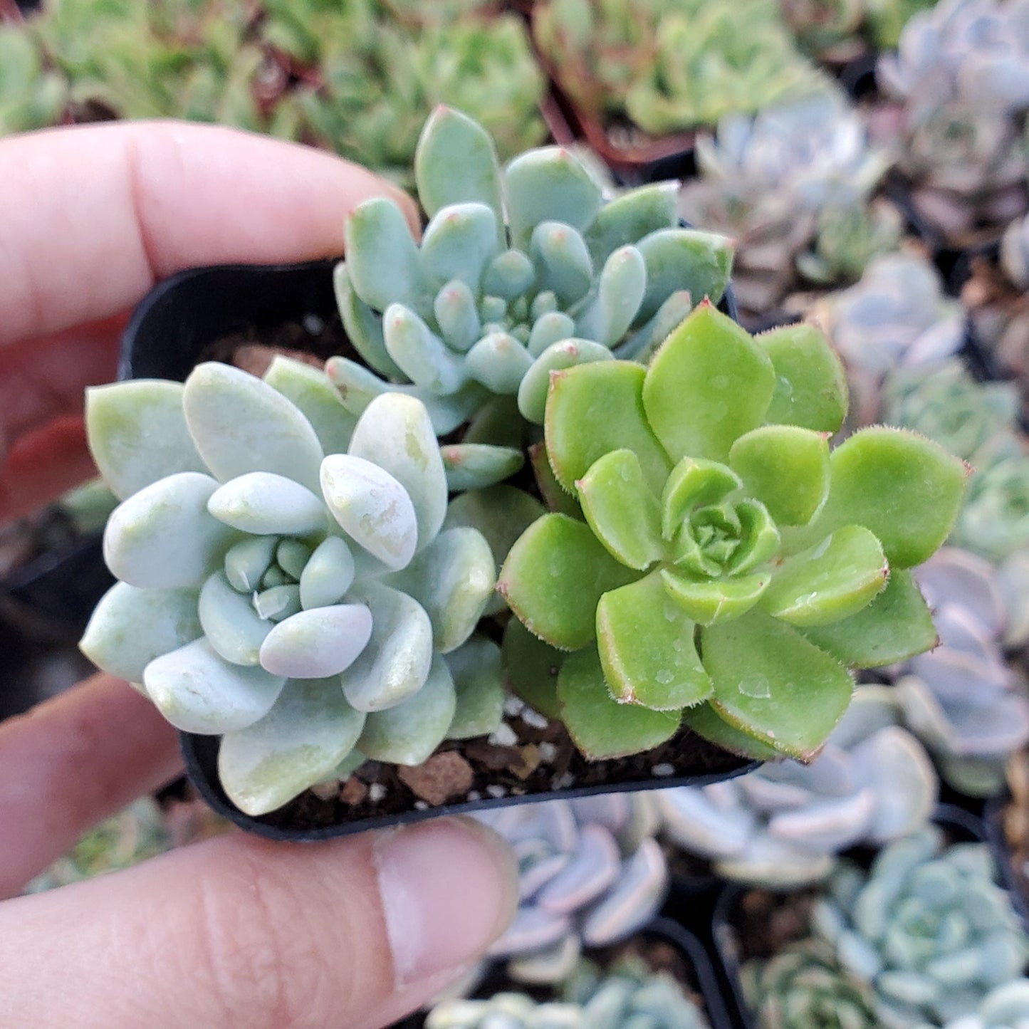 Sedeveria Mix (Green & Blue)