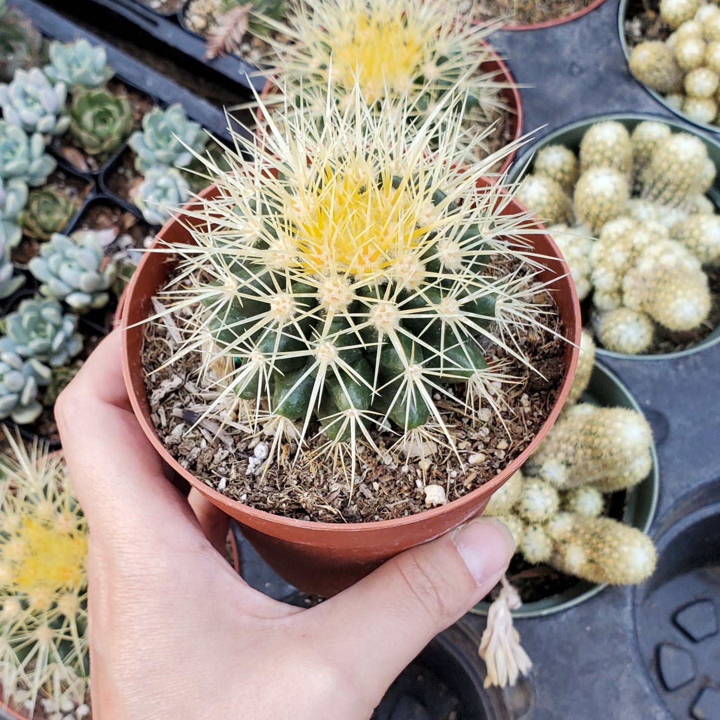 Echinocactus grusonii 'Golden Barrel Cactus'