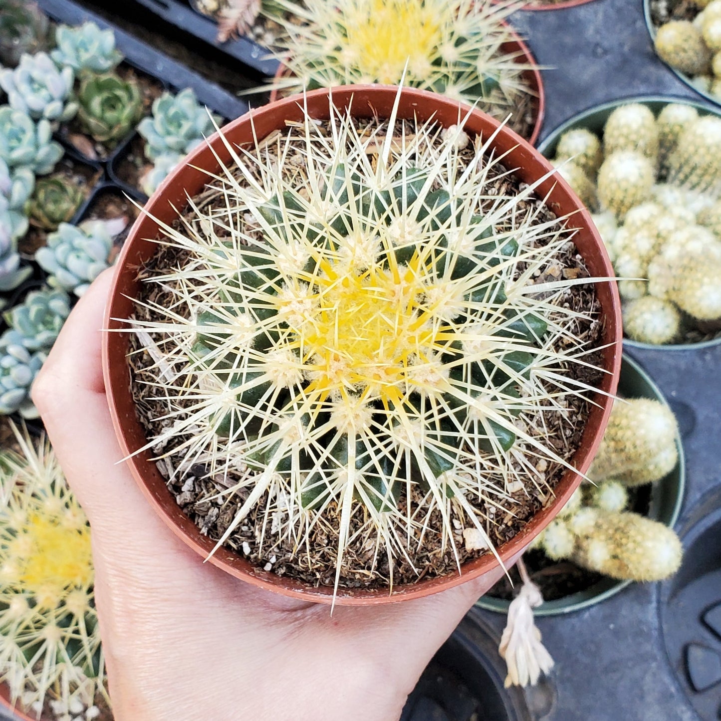 Echinocactus grusonii 'Golden Barrel Cactus'