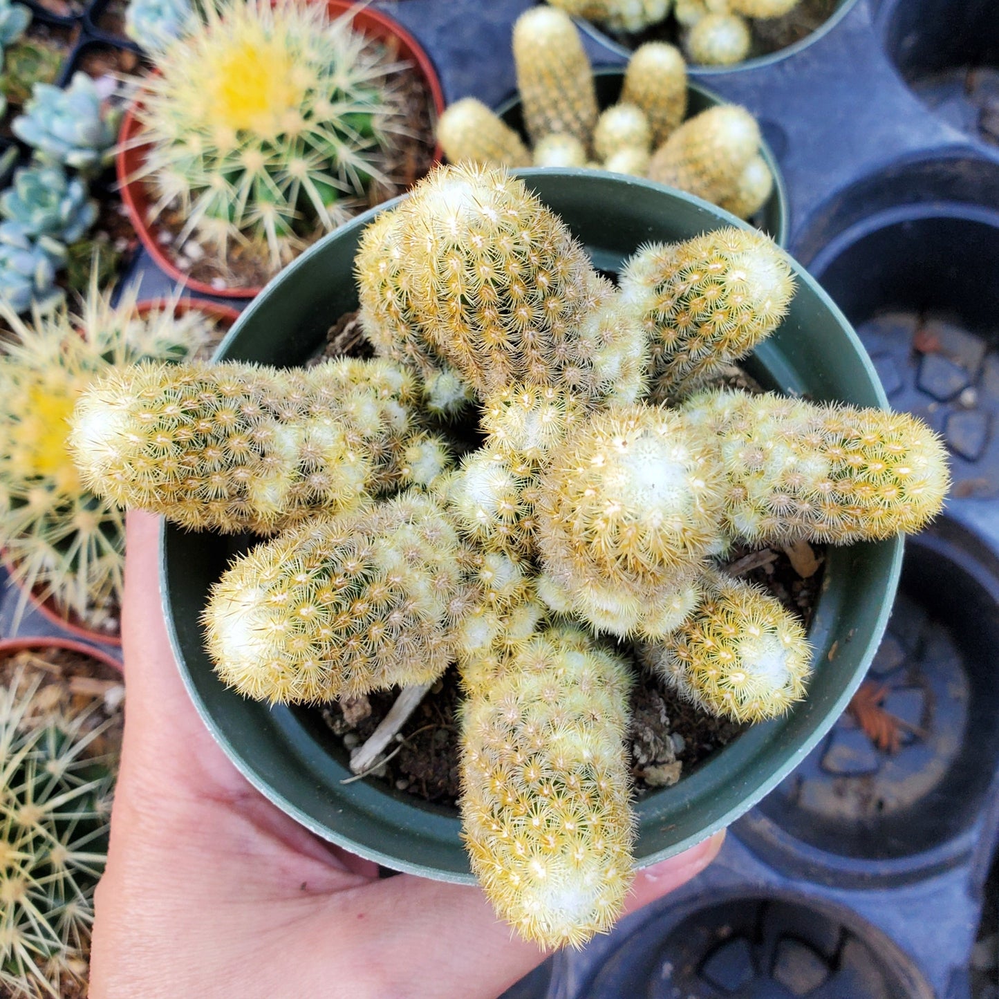 Mammillaria elongata Sp