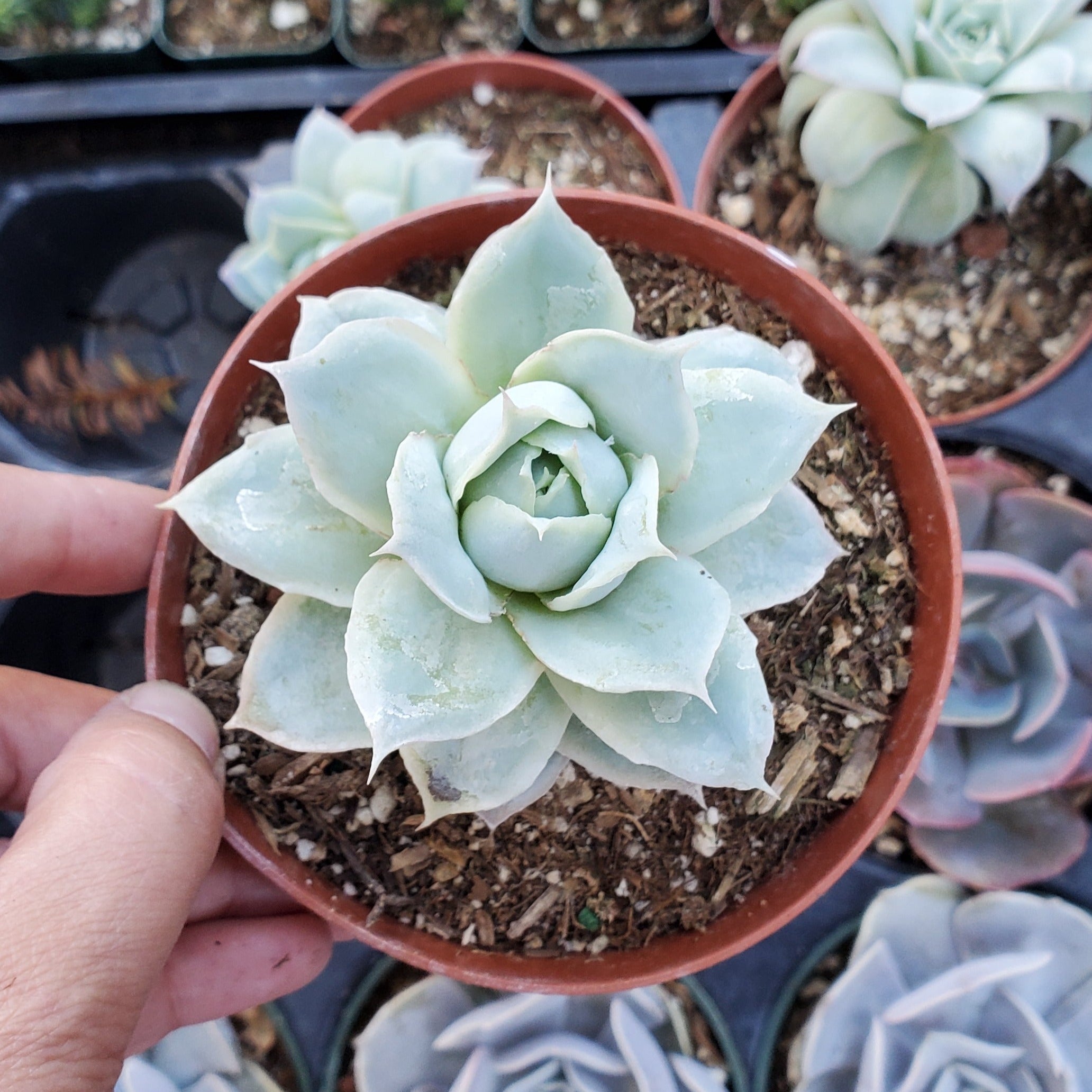 echeveria white rose succulent Echeveria 'Rose Queen'