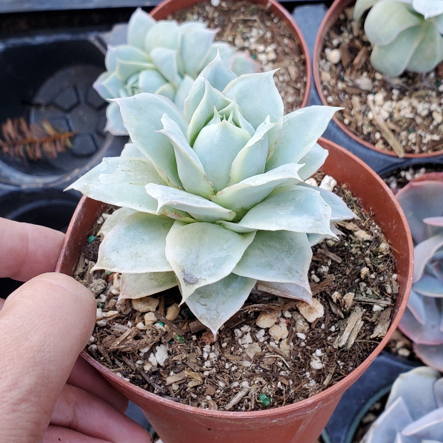 Echeveria 'Rose Queen'
