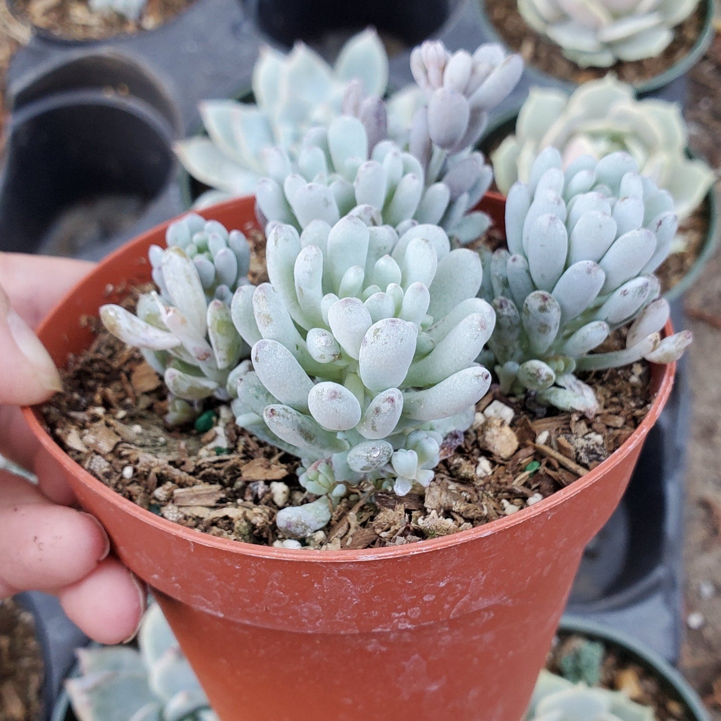 Graptopetalum pachyphyllum 'Bluebean'