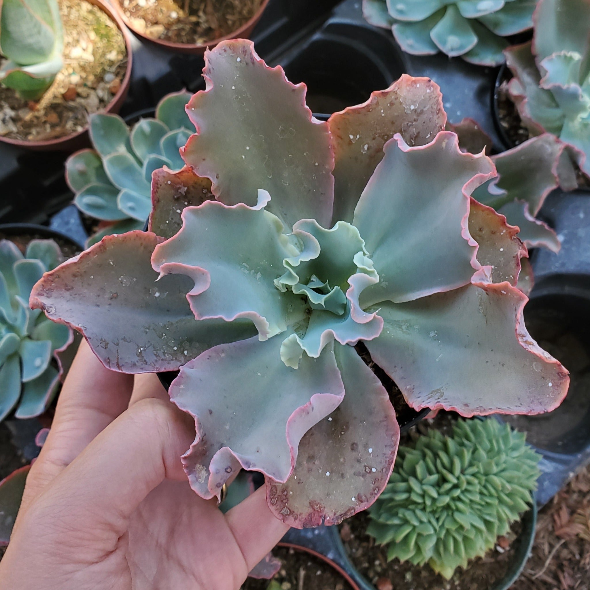 blue and pink succulent Echeveria 'Dick's Pink'