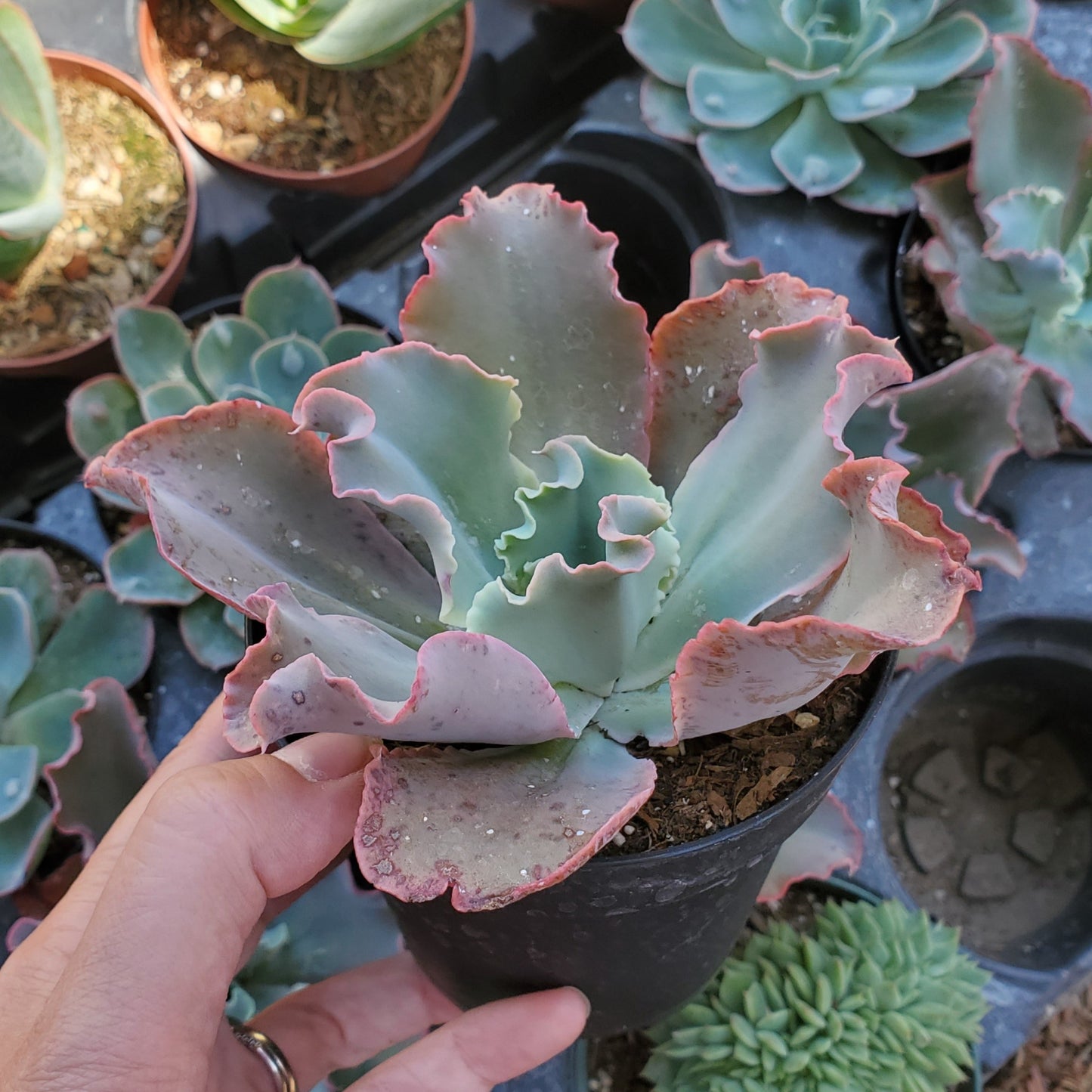Echeveria 'Dick's Pink'