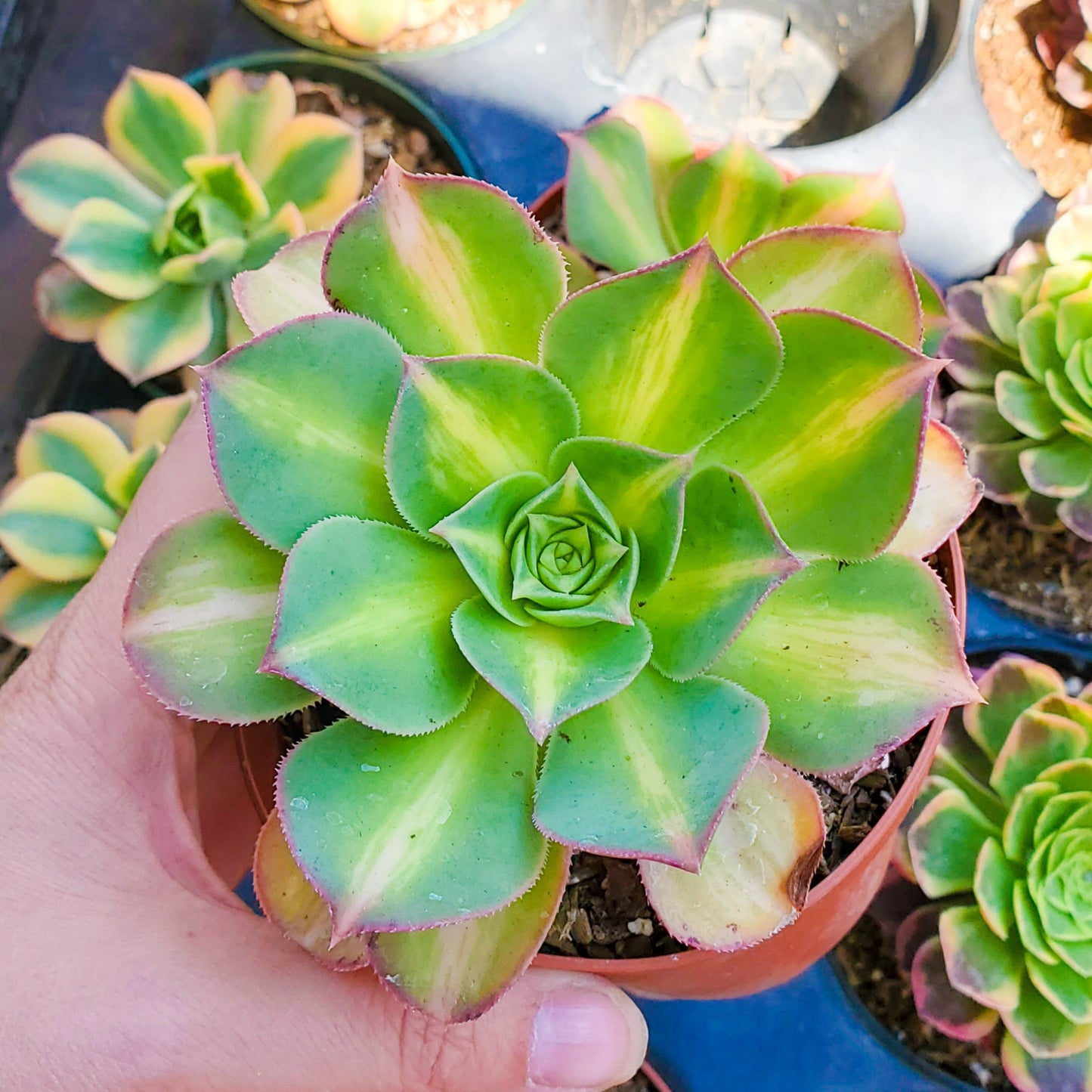 Aeonium 'Starburst'