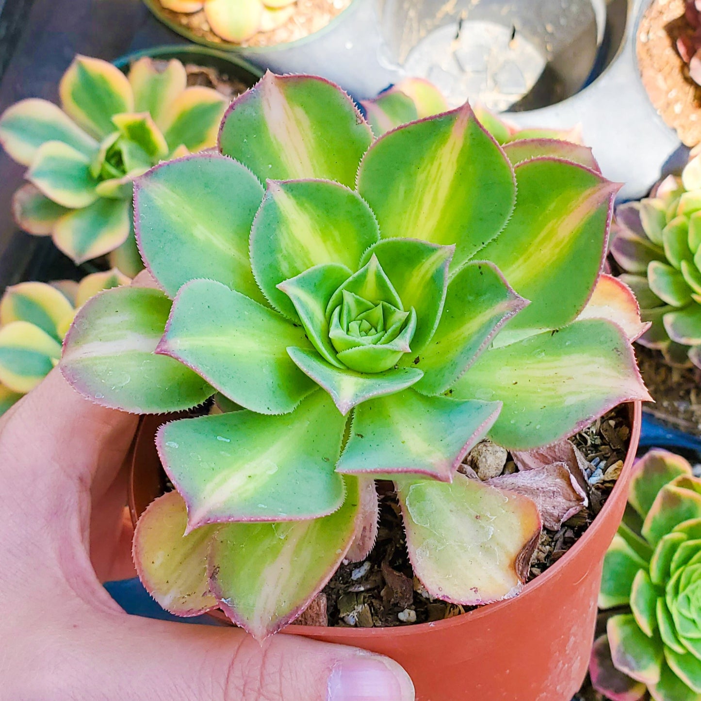 Aeonium 'Starburst'