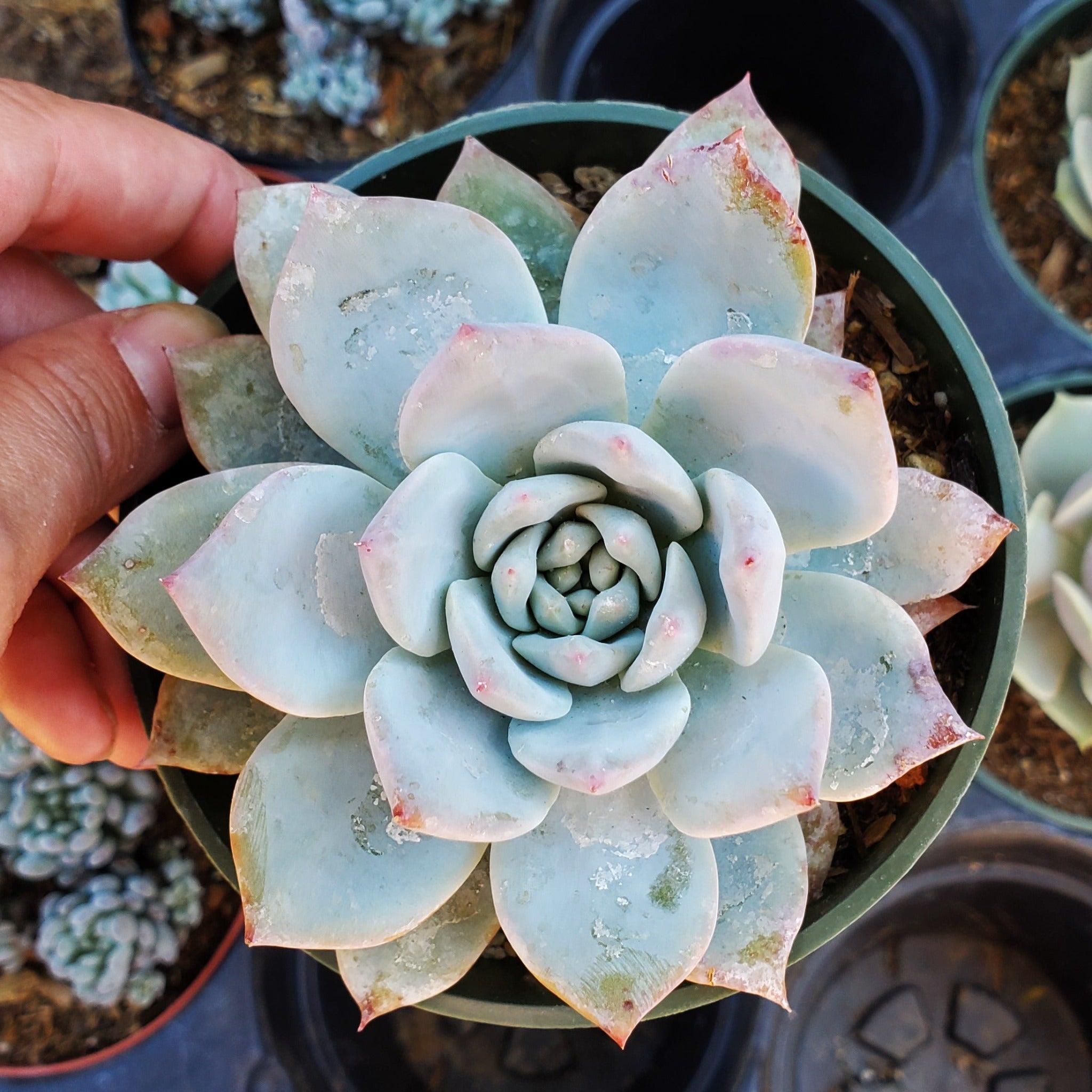 succulent blue bird Echeveria 'Blue Bird'