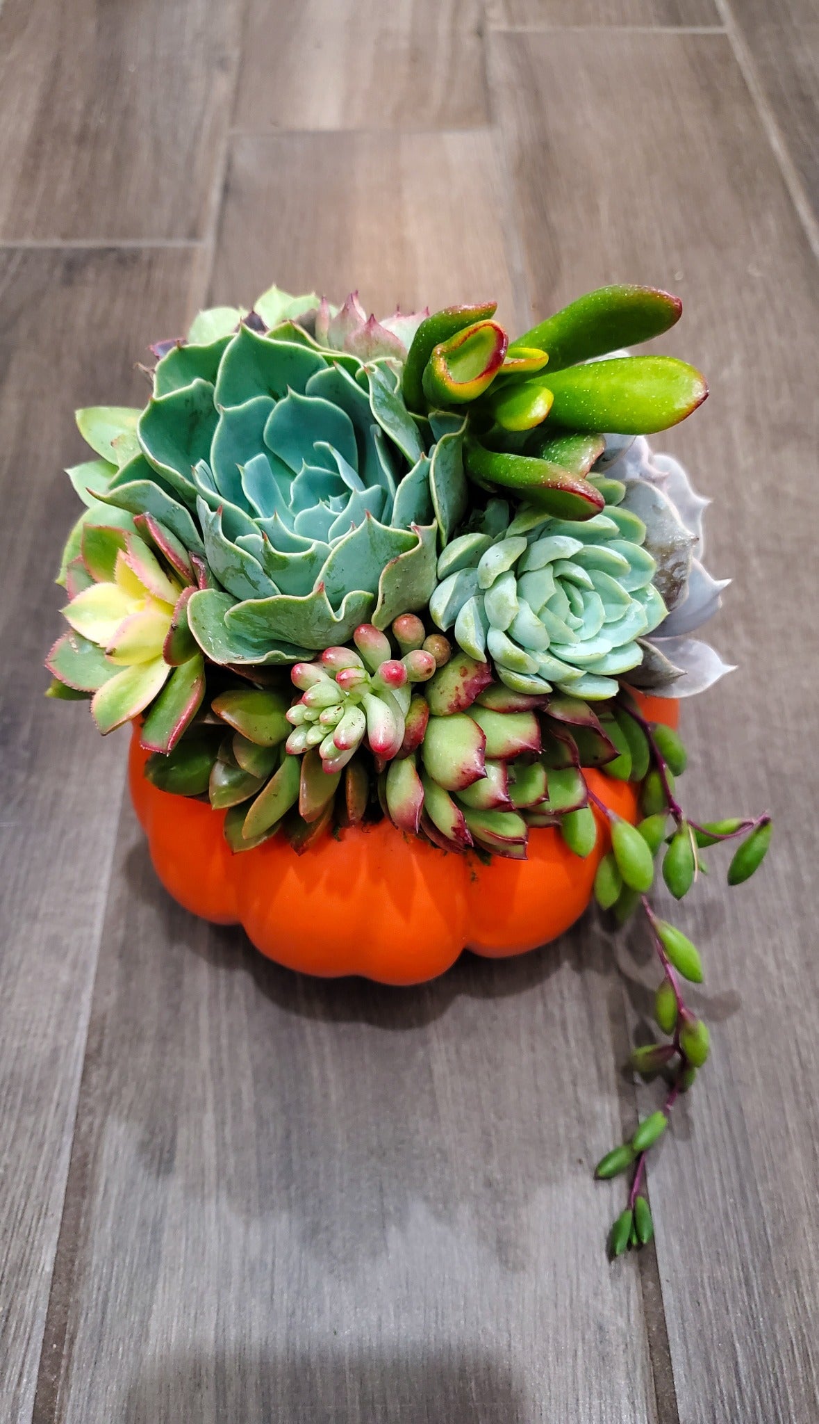 Small Succulent Trimmed Pumpkin