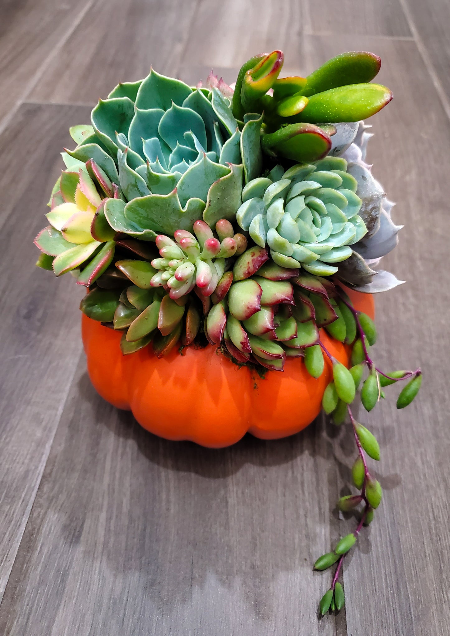 Small Succulent Trimmed Pumpkin