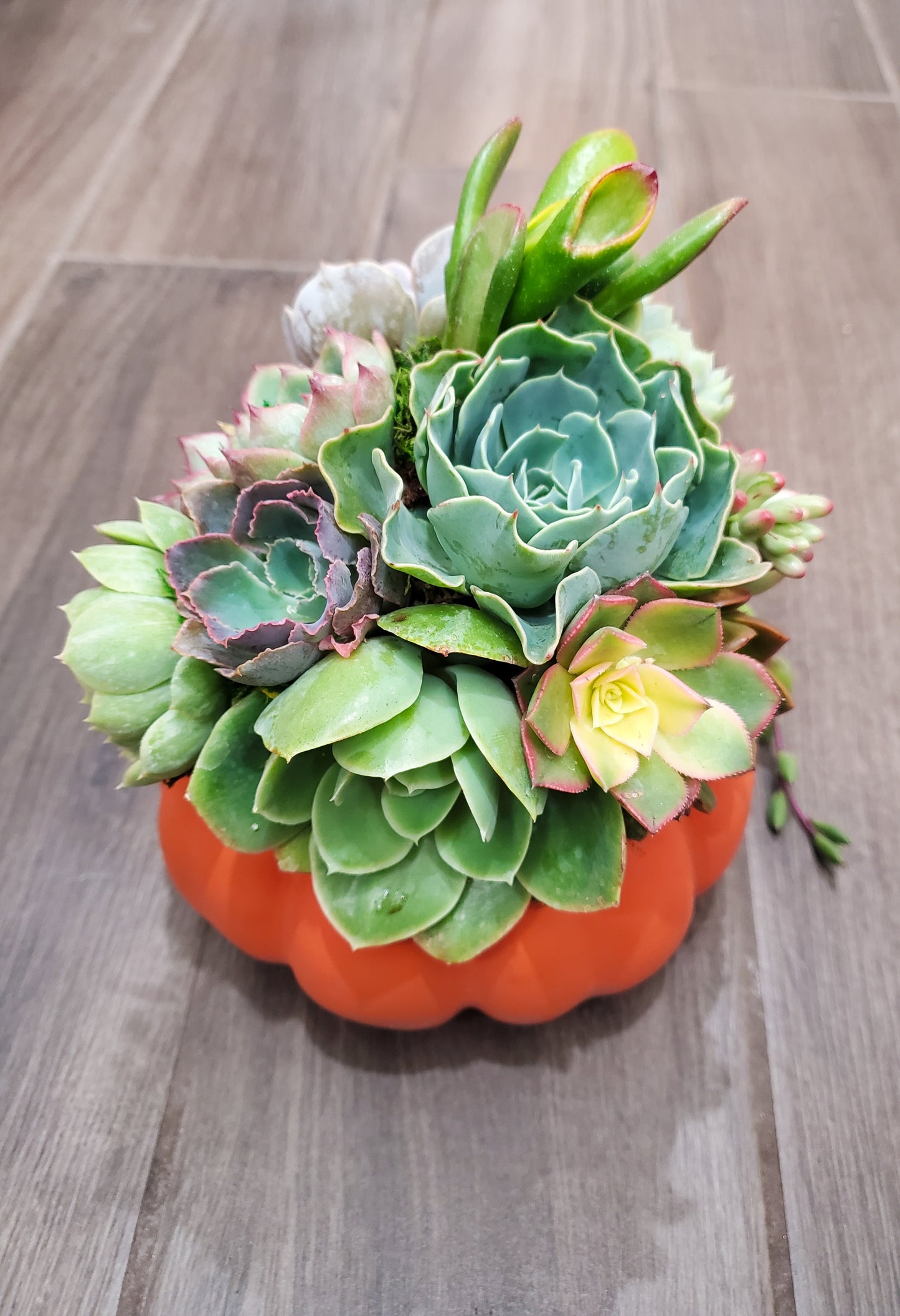 Small Succulent Trimmed Pumpkin