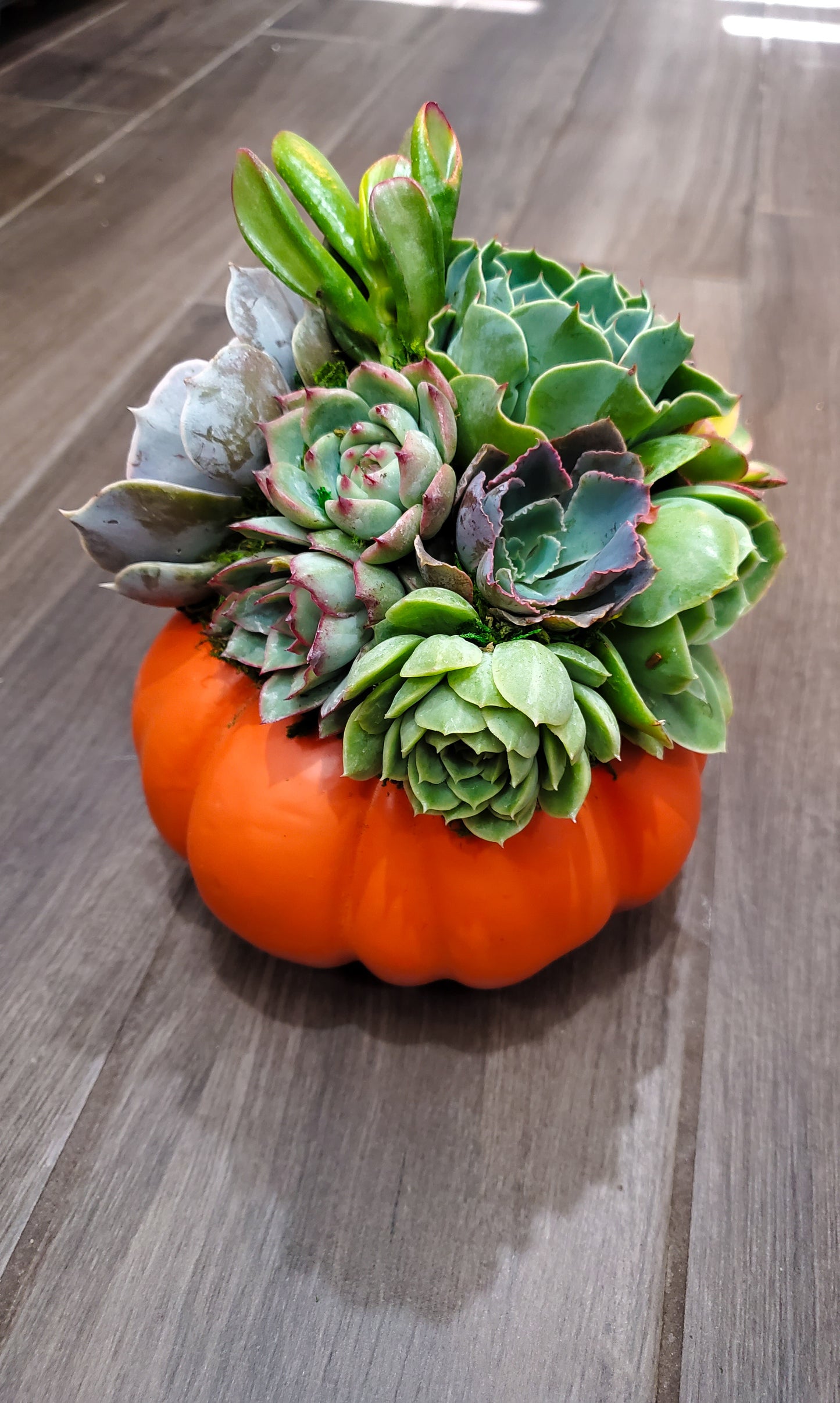 Small Succulent Trimmed Pumpkin