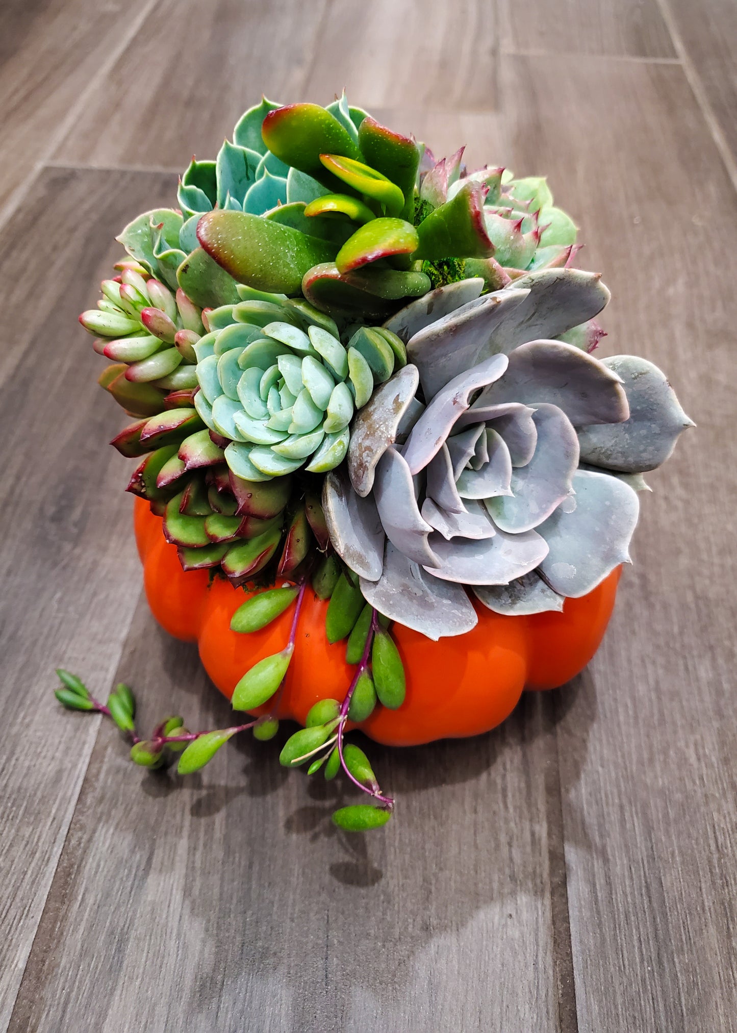 Small Succulent Trimmed Pumpkin