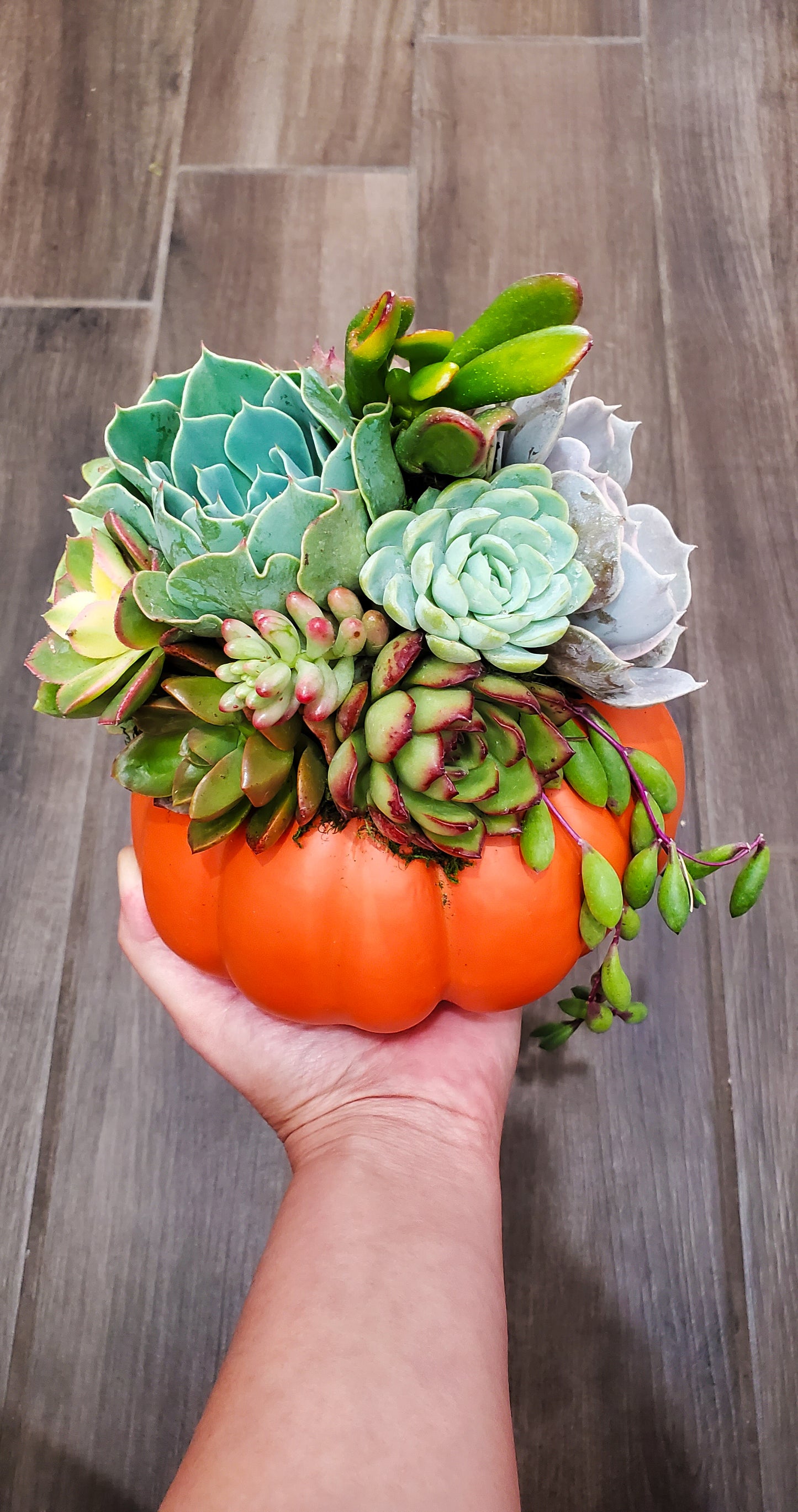 Small Succulent Trimmed Pumpkin