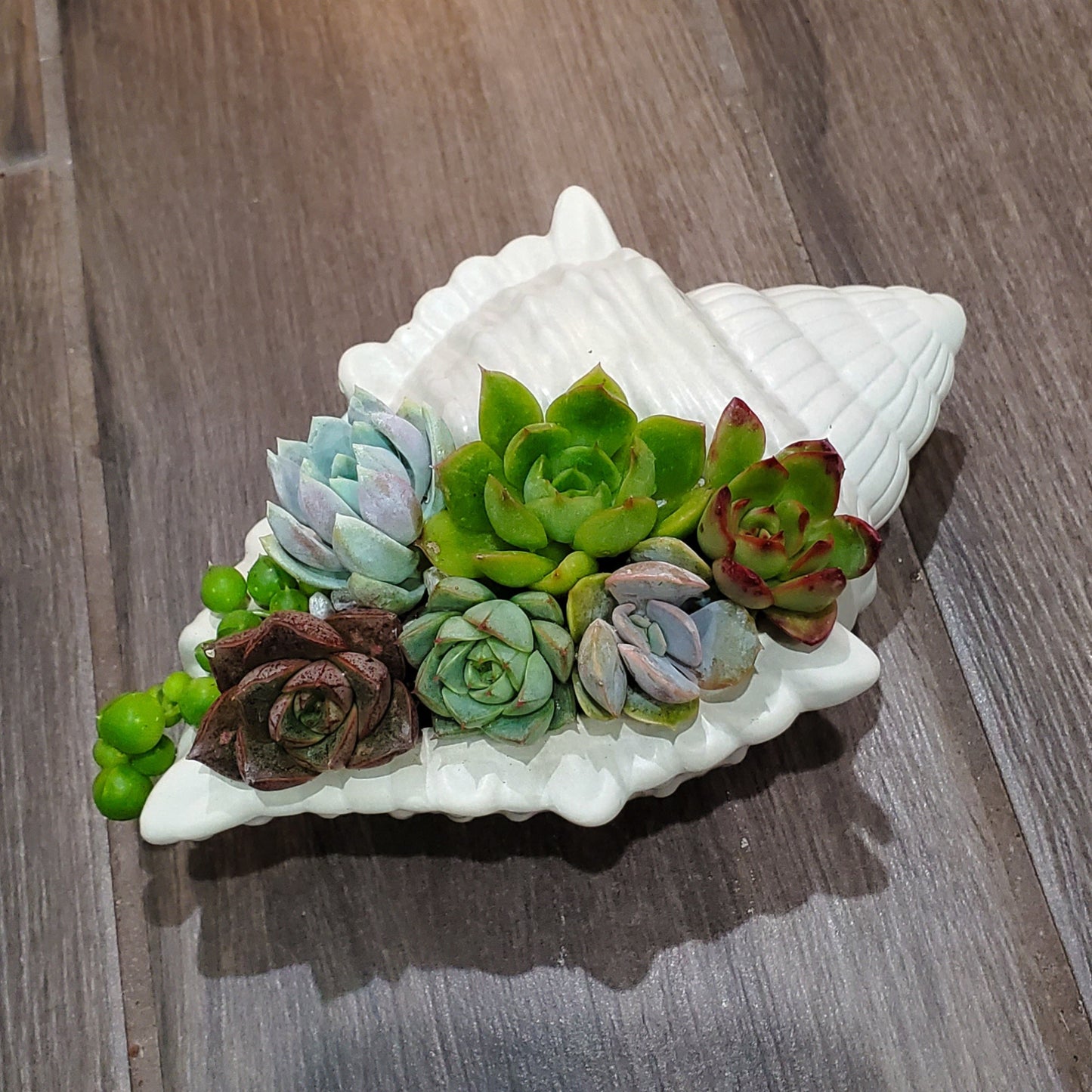 Large Seashell Cement Planter Succulent Arrangement