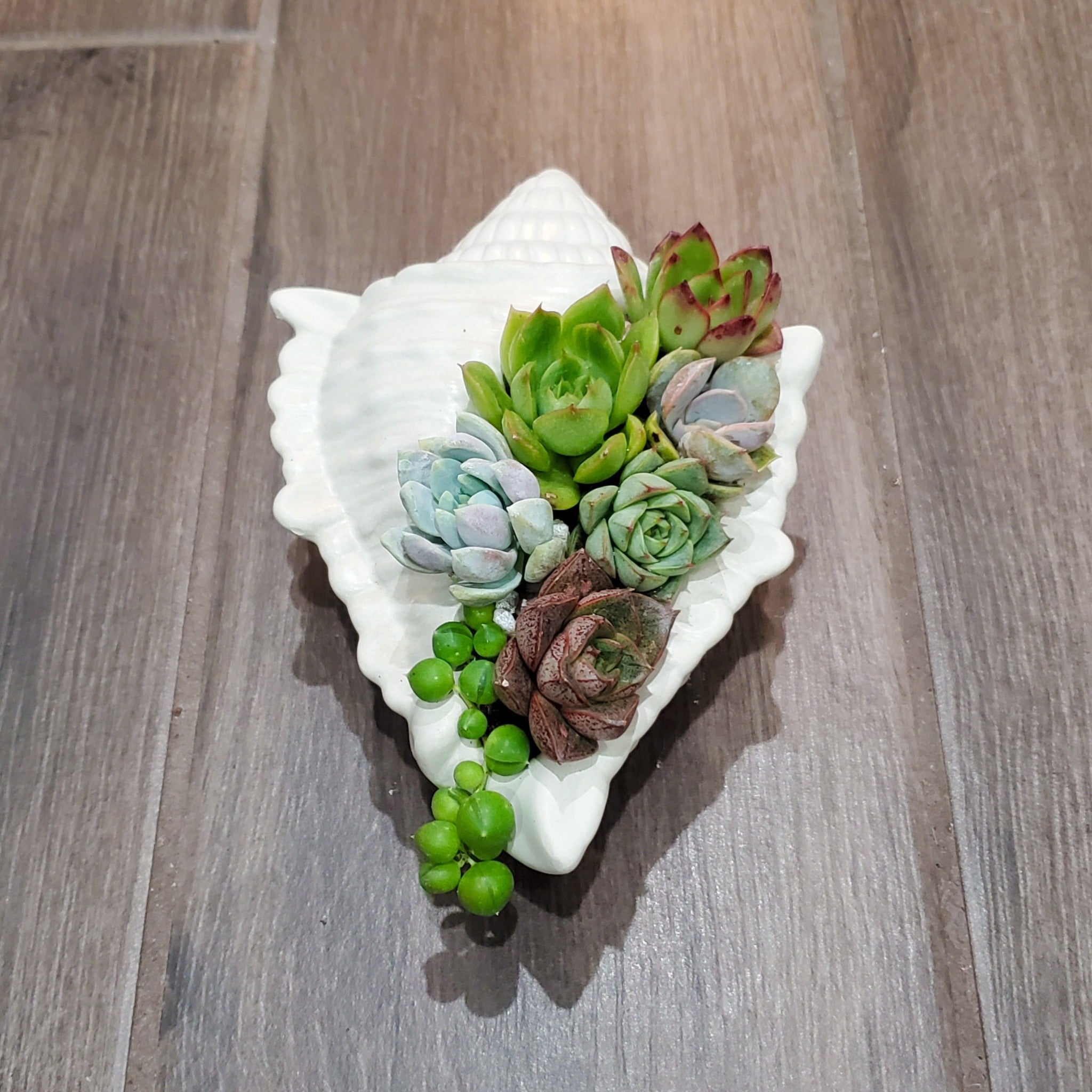 Large Seashell Cement Planter Succulent Arrangement  Rooted in Paradise  Succulent Studio – Rooted in Paradise Succulent Studio
